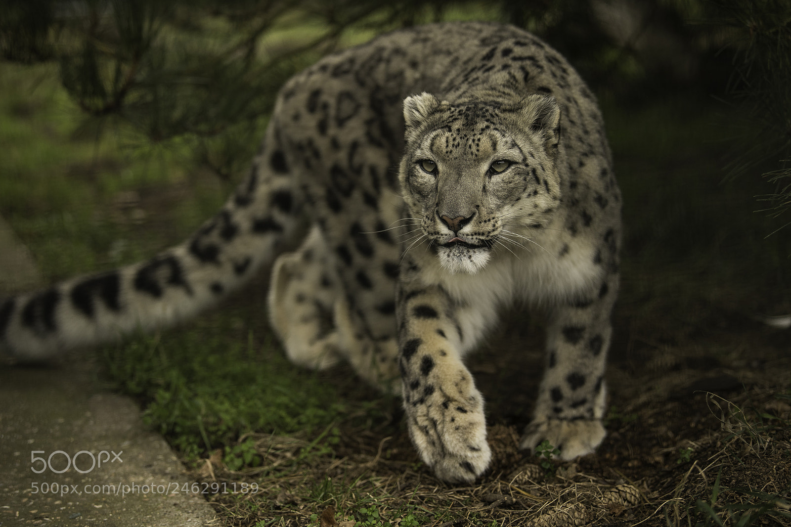 Nikon D5 sample photo. Snow leopard series photography