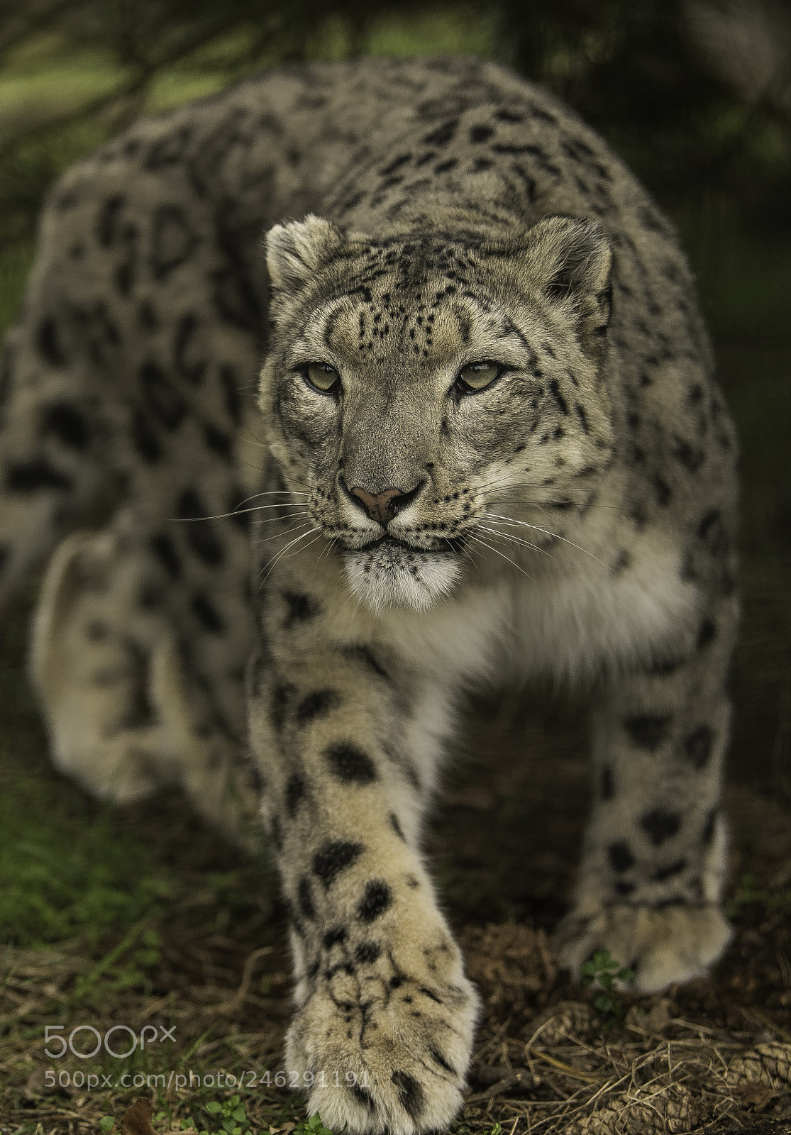 Nikon D5 sample photo. Snow leopard series photography