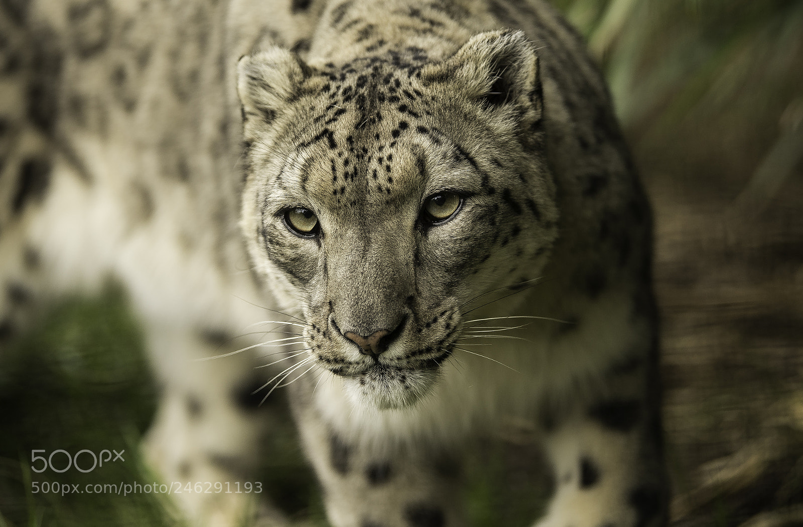 Nikon D5 sample photo. Snow leopard series photography