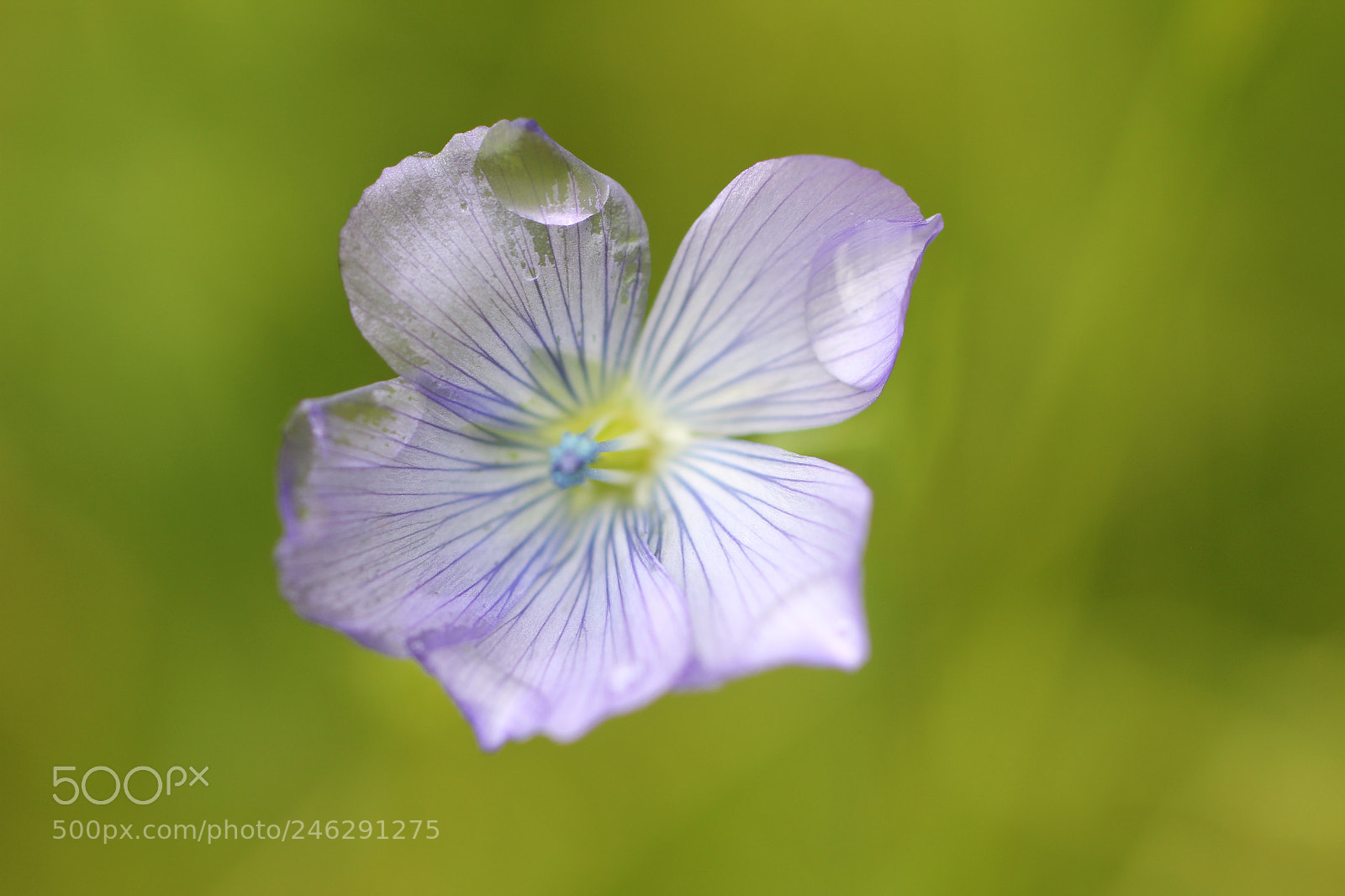 Canon EOS 60D sample photo. Wildflower photography