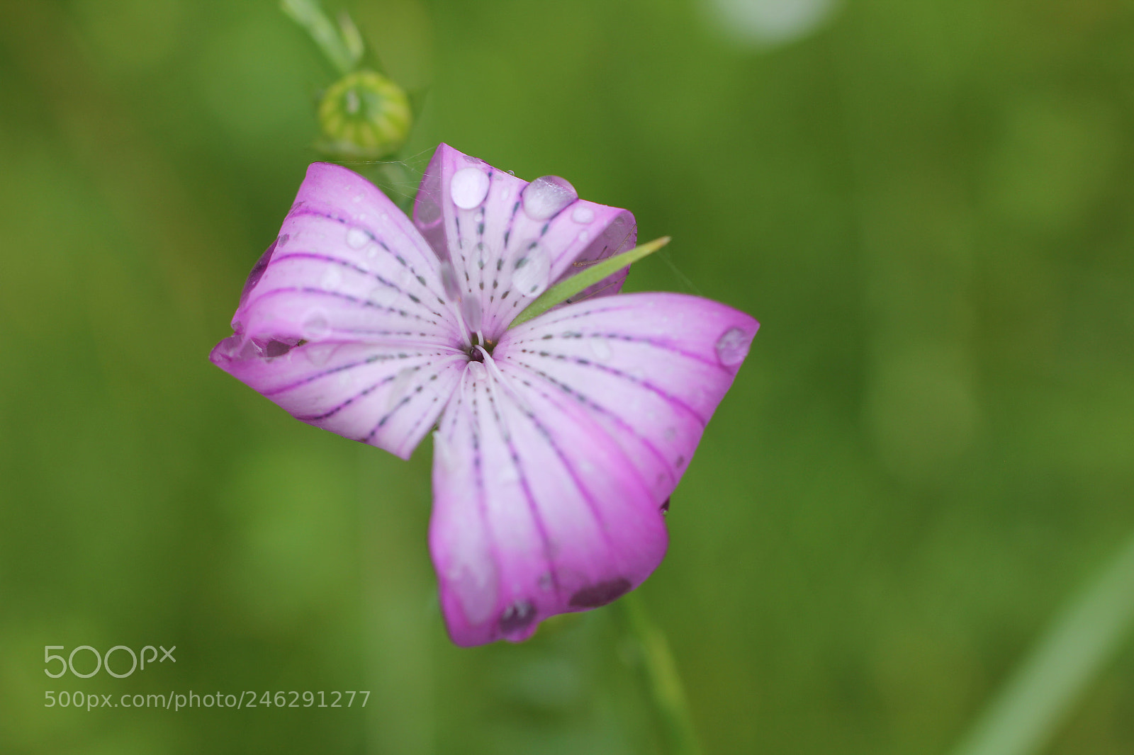 Canon EOS 60D sample photo. Wild flower photography