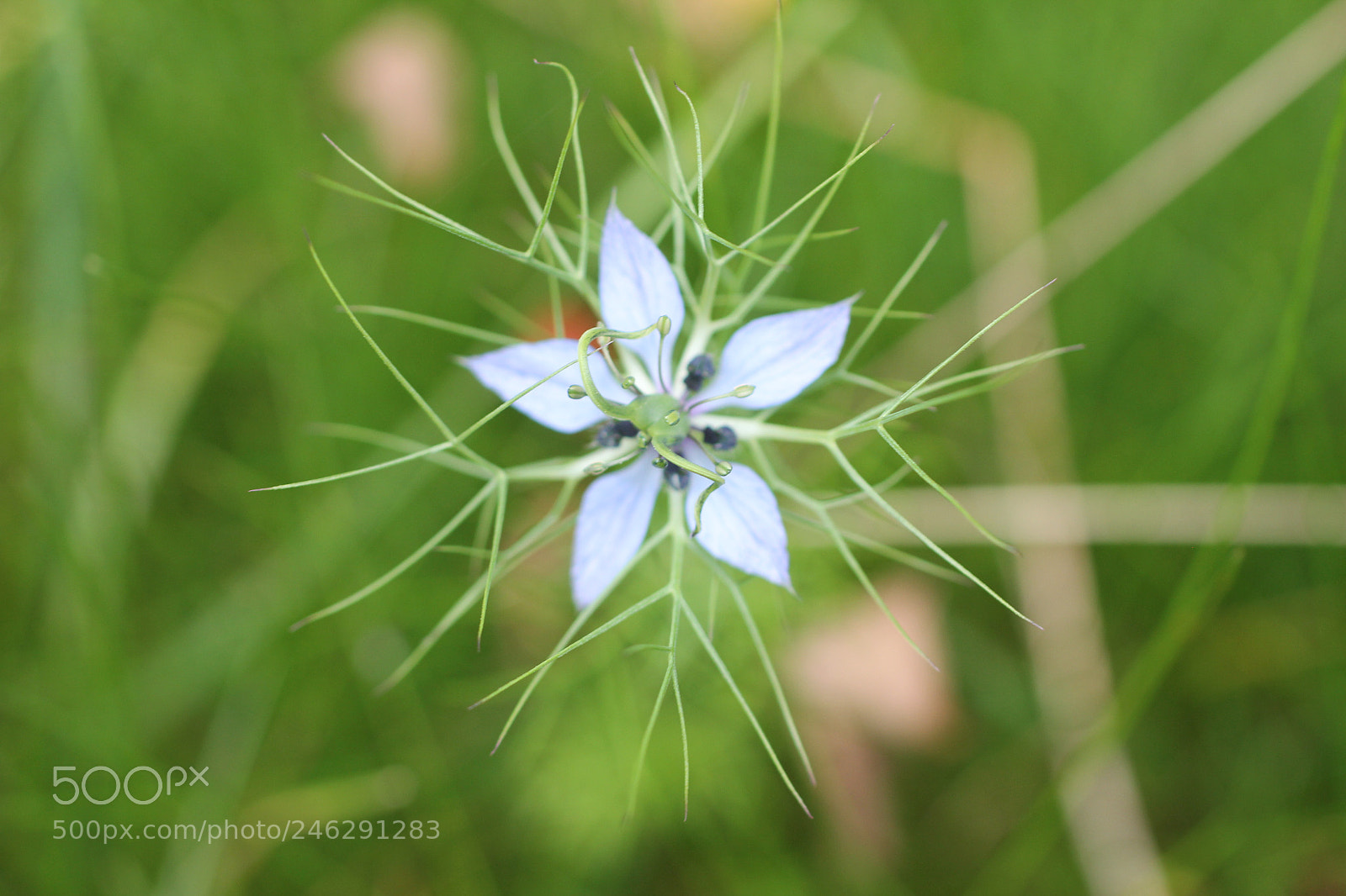 Canon EOS 60D sample photo. Wild flower photography