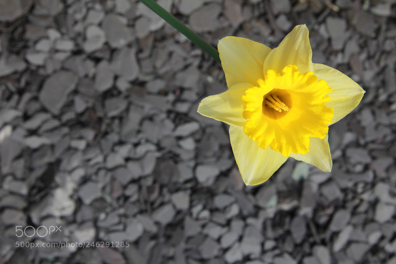 Canon EOS 60D sample photo. Daffodil photography
