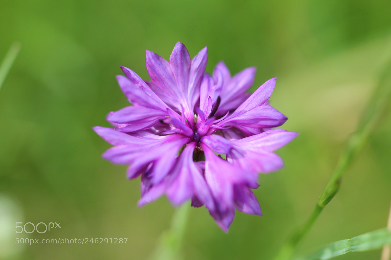 Canon EOS 60D sample photo. Wild flower photography