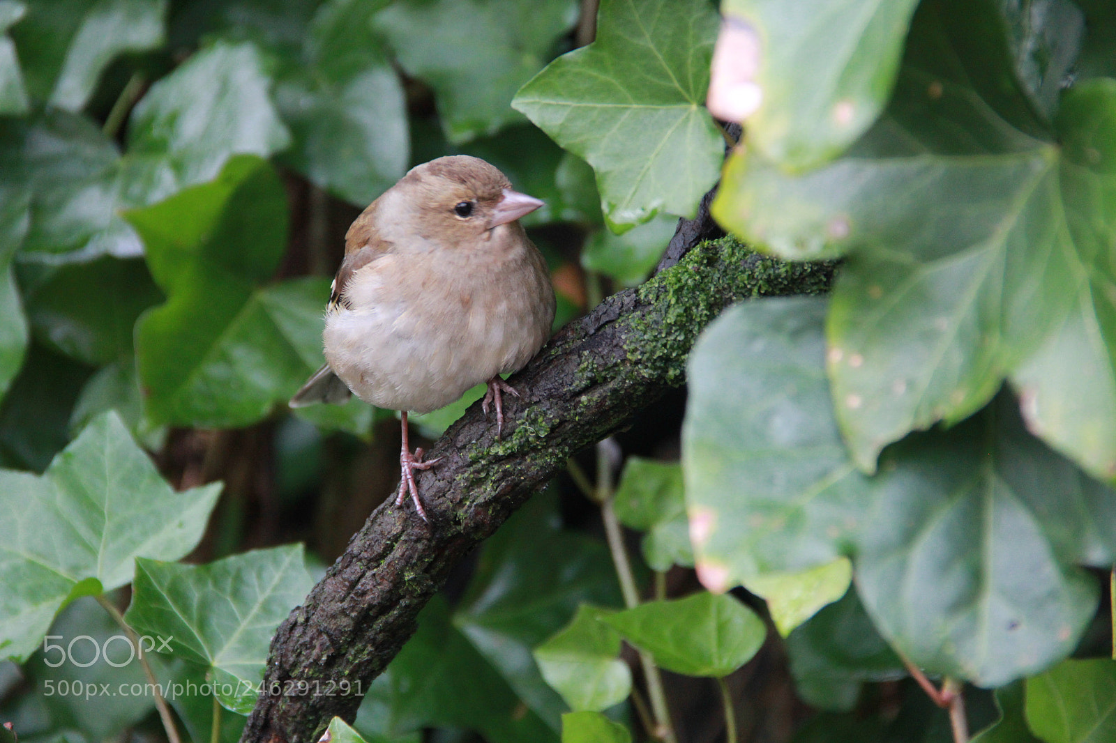 Canon EOS 60D sample photo. Bird in a bush photography