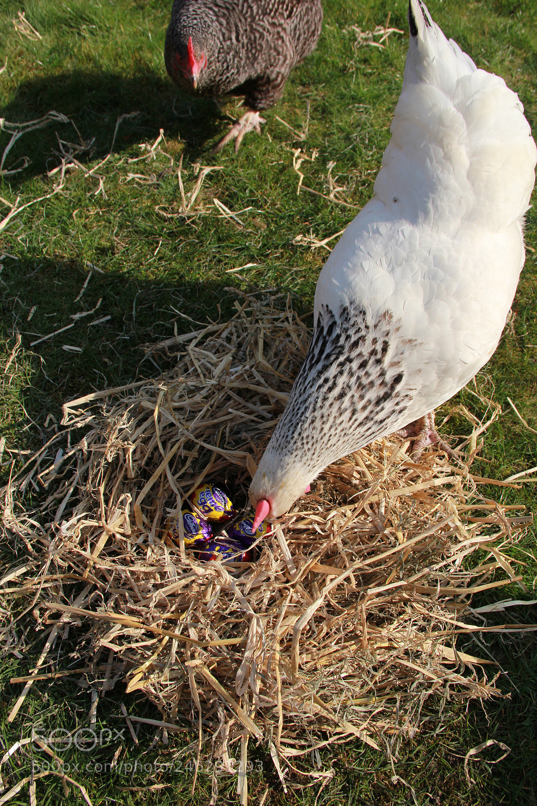 Canon EOS 60D sample photo. Chicken and egg photography