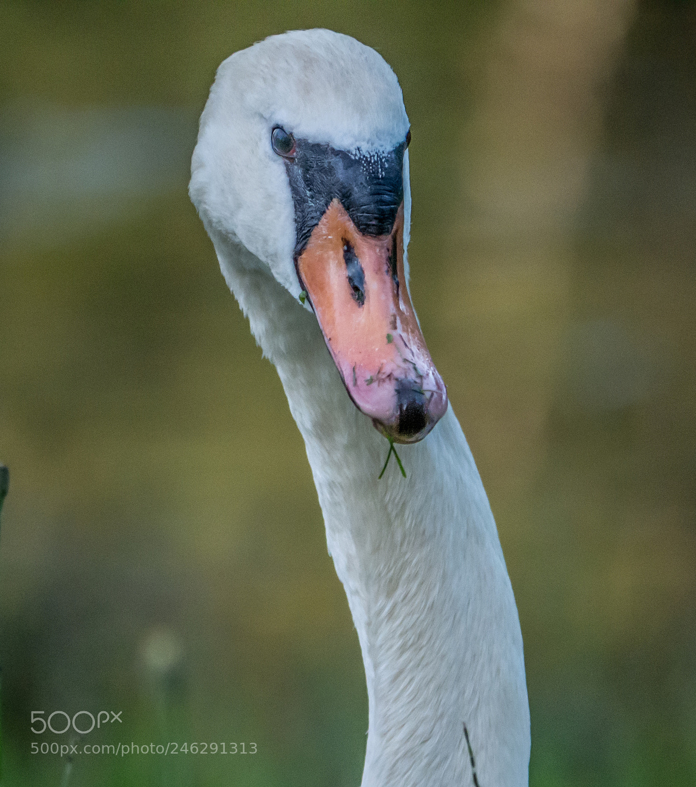 Panasonic DMC-G70 sample photo. Swan photography