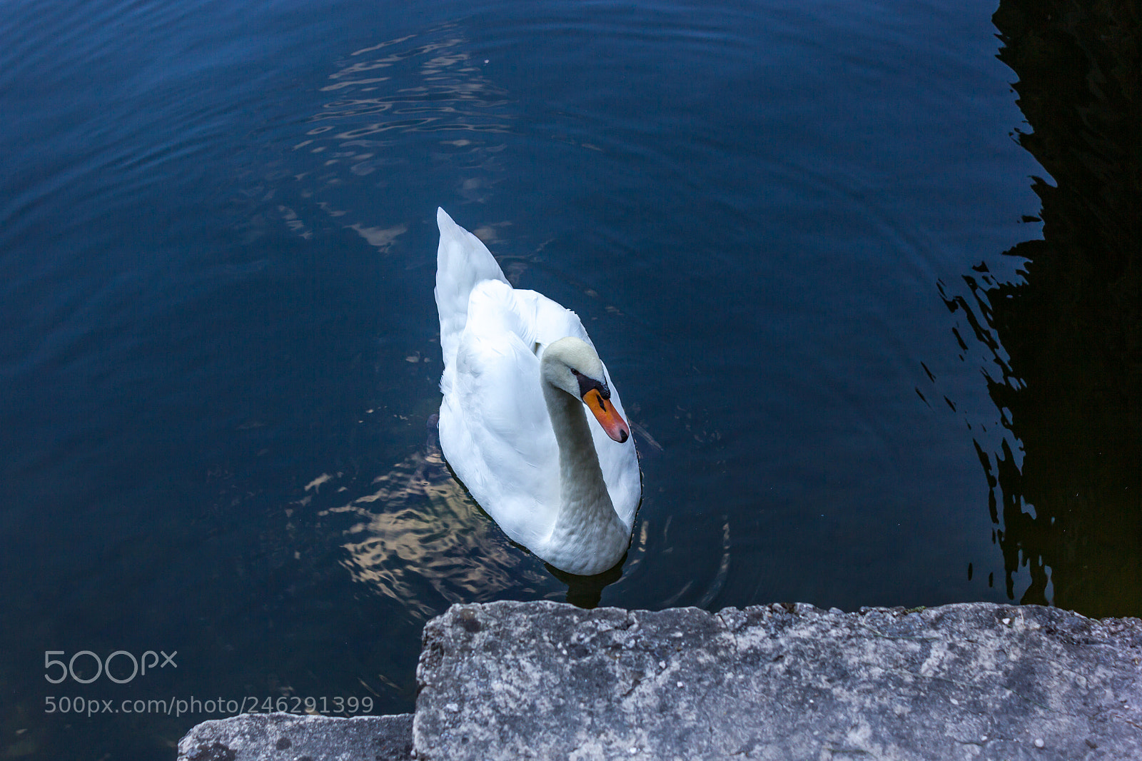 Canon EOS 550D (EOS Rebel T2i / EOS Kiss X4) sample photo. What a majestic bird photography