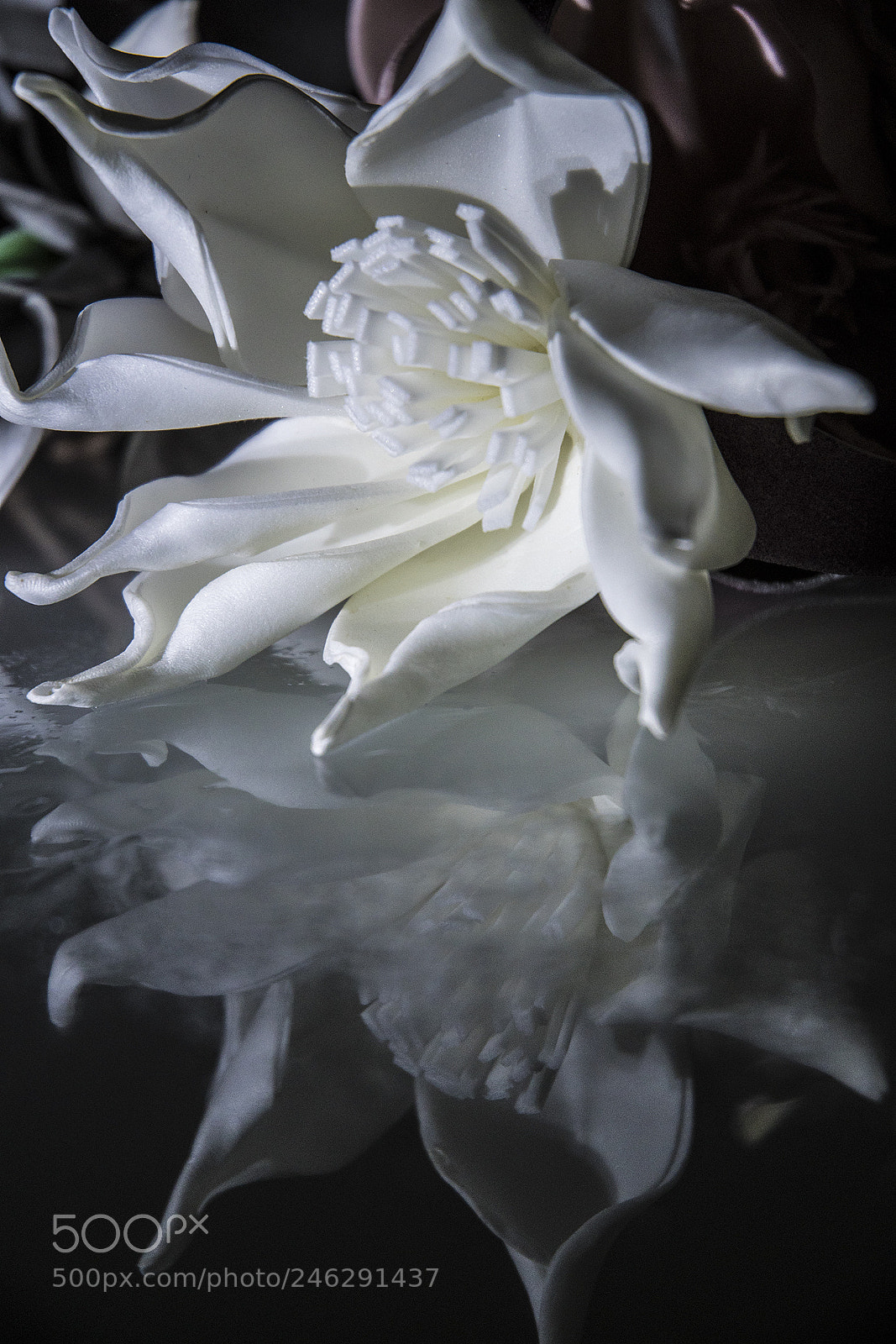 Nikon D500 sample photo. 1.flower and reflexes photography