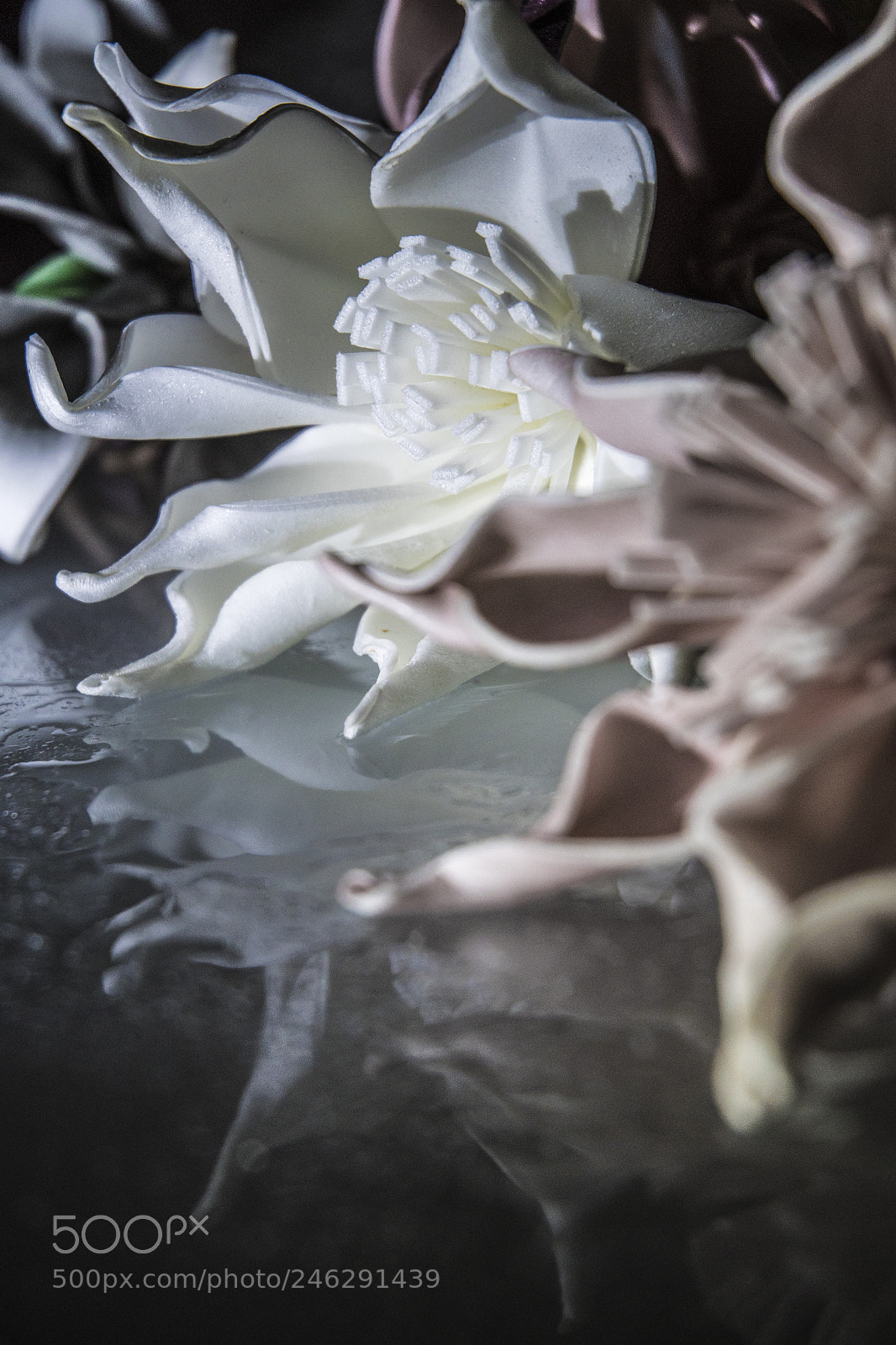 Nikon D500 sample photo. 1.flowers and reflexes photography