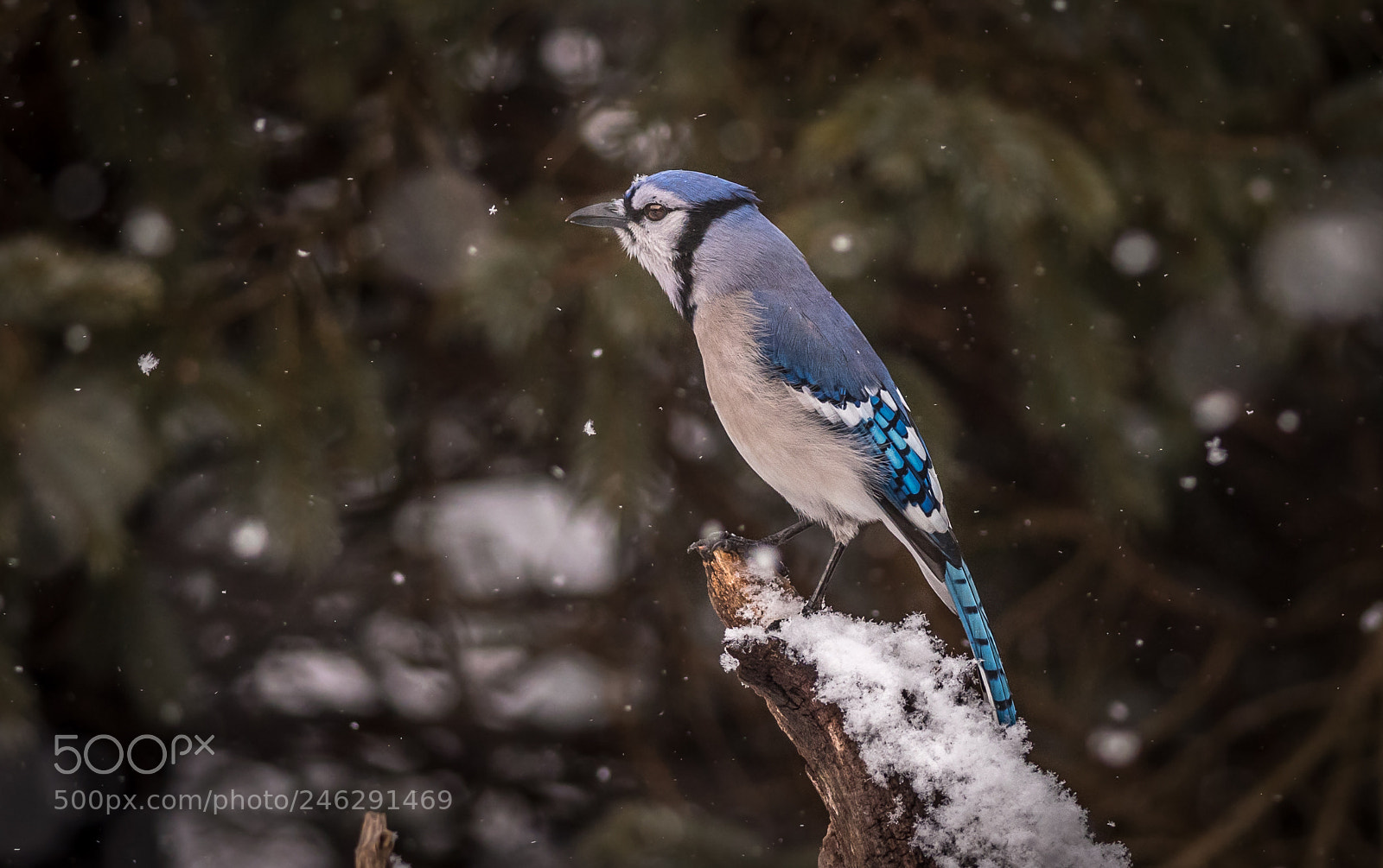 Nikon D500 sample photo. Blue jay standing tall photography