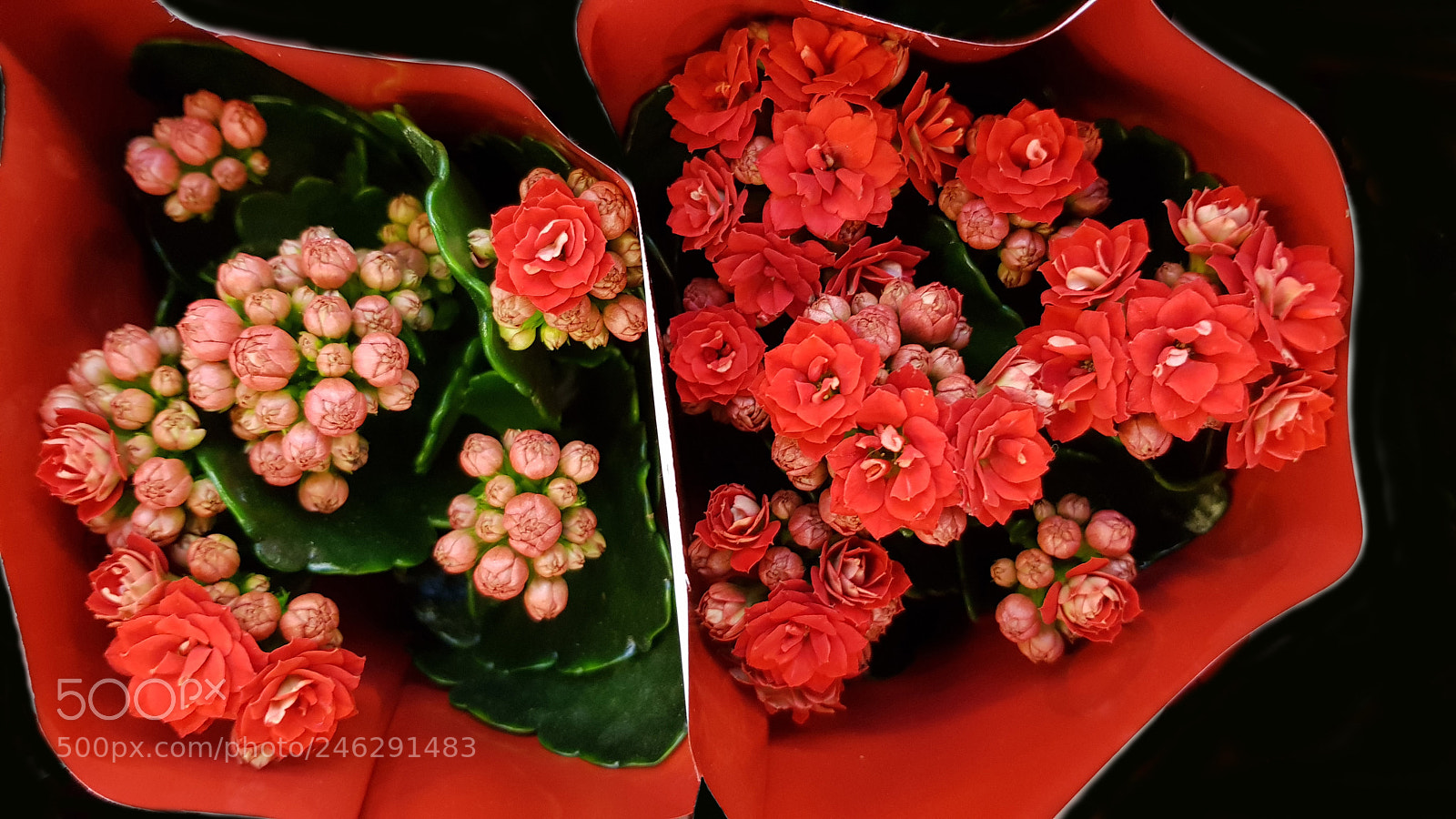 Samsung Galaxy S8 sample photo. Small red floers close photography