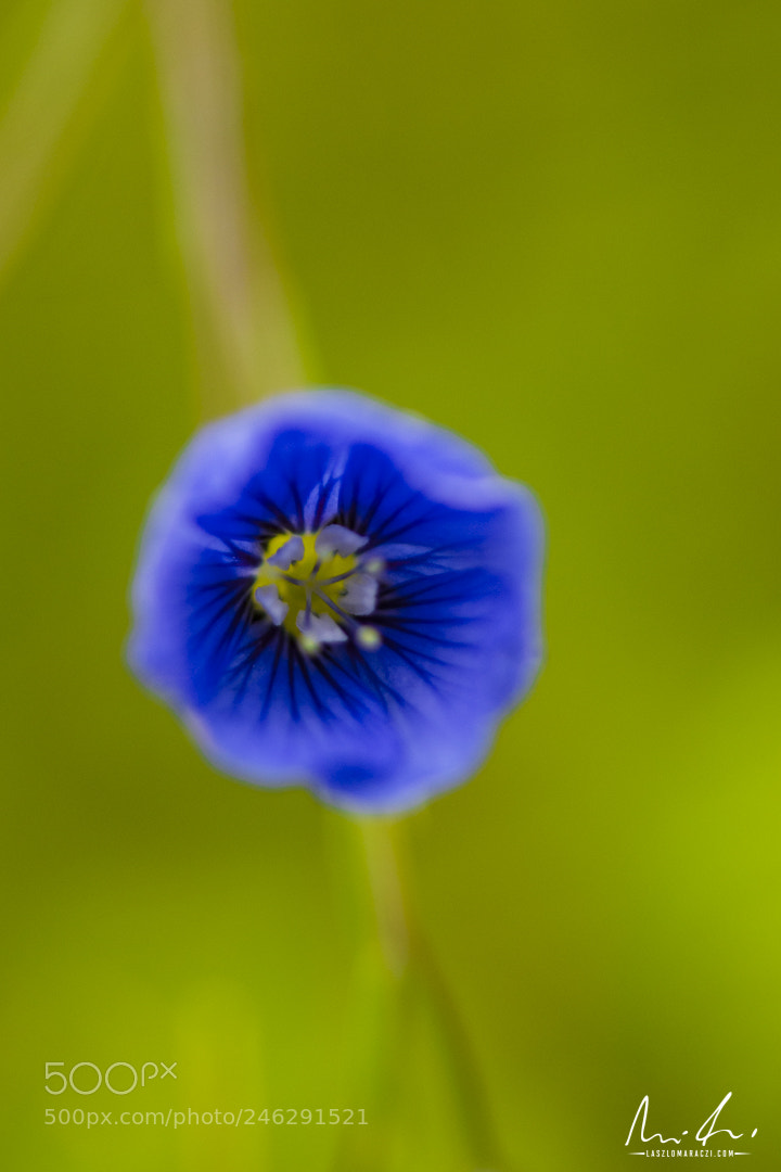 Nikon D7200 sample photo. Blue photography