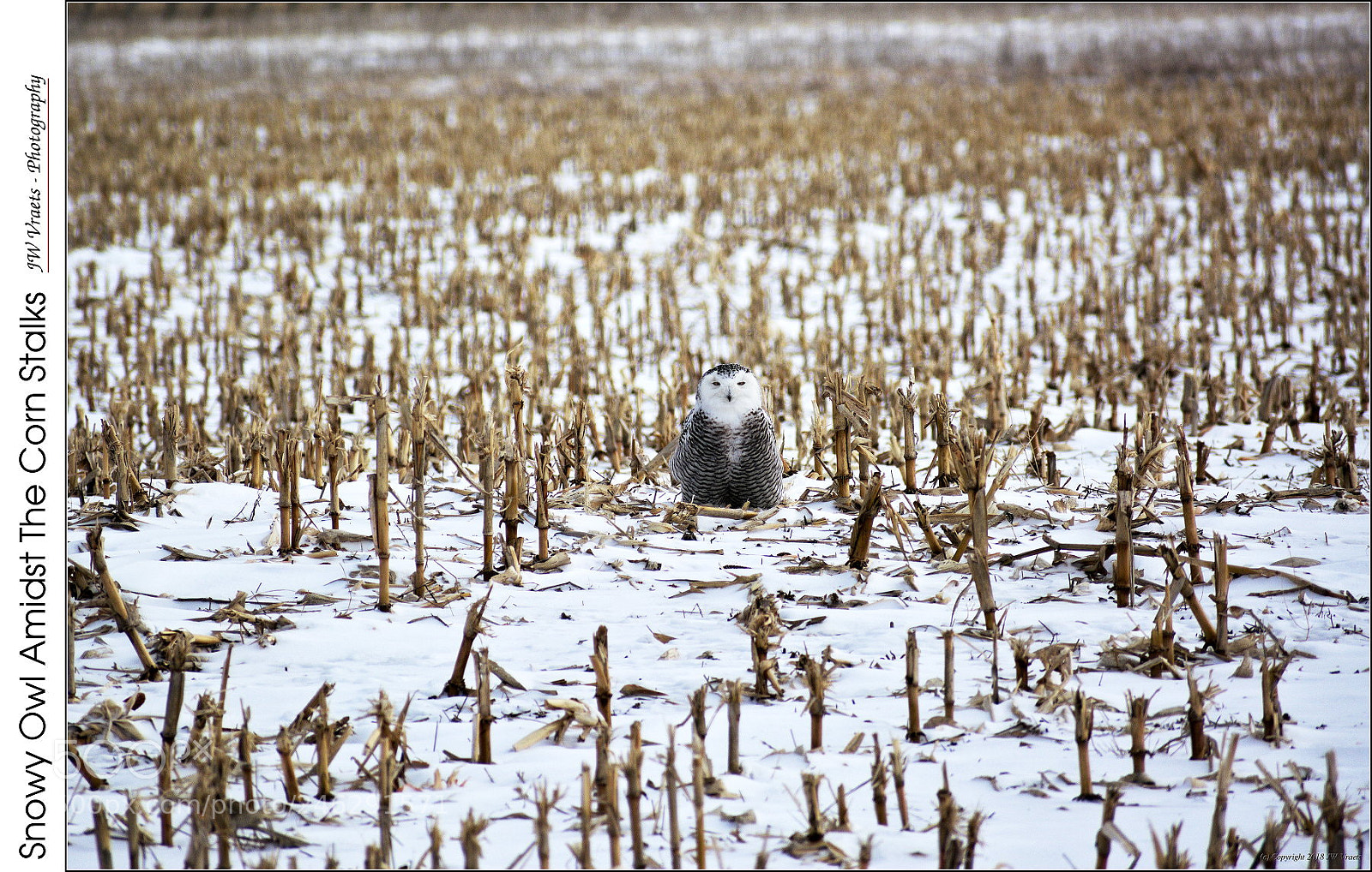 Nikon D7100 sample photo. Snowy owl amidst the photography