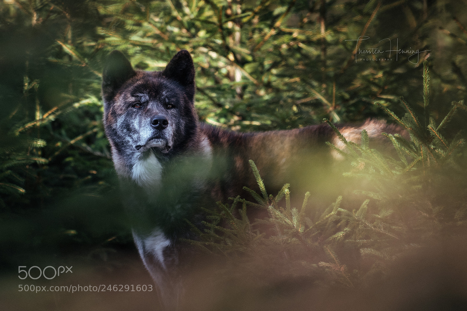 Nikon D850 sample photo. In the woods photography