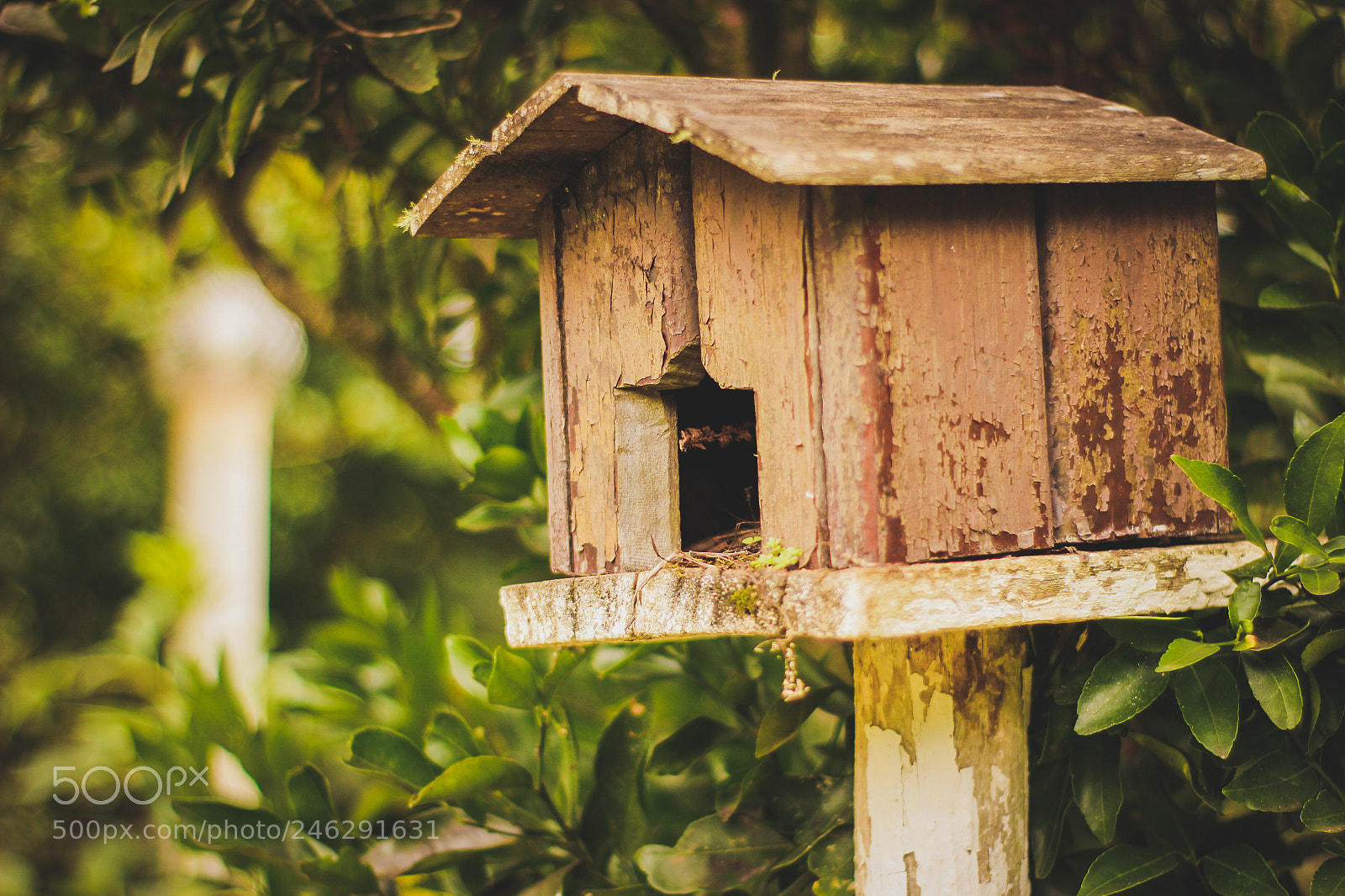Canon EOS 600D (Rebel EOS T3i / EOS Kiss X5) sample photo. Birdhouse photography