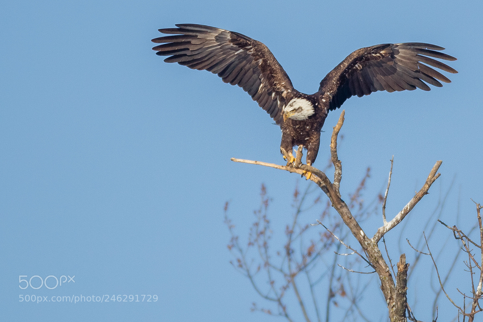 Canon EOS-1D Mark IV sample photo. Eagle photography