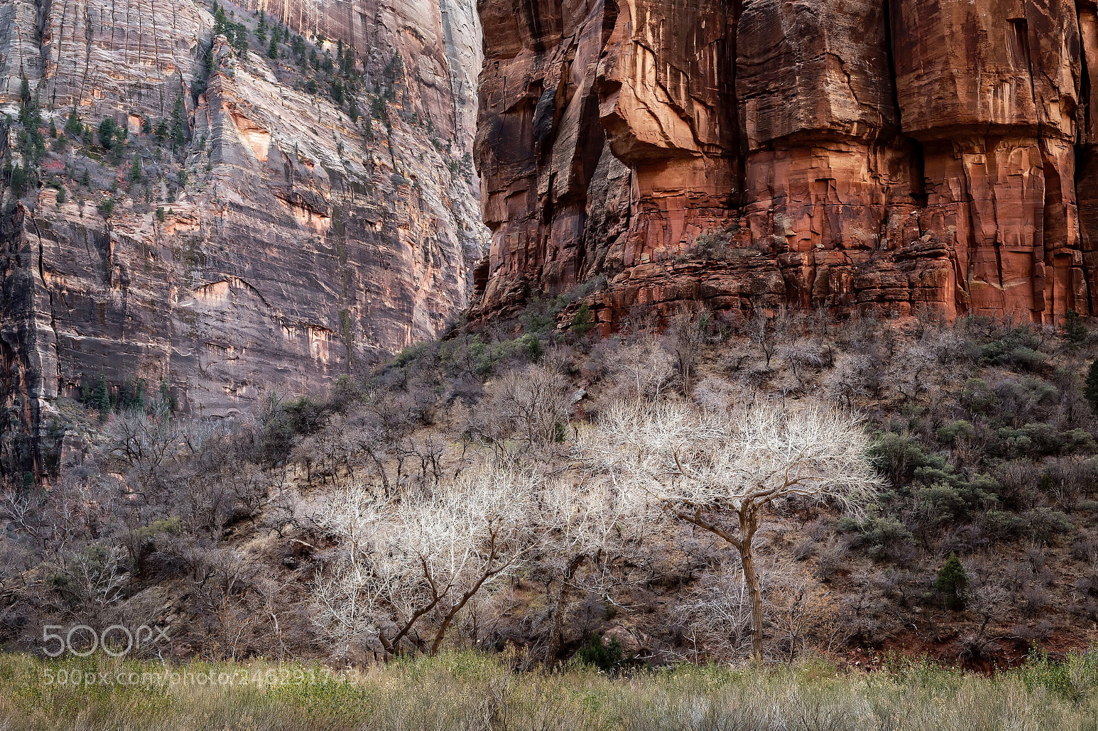 Nikon D850 sample photo. Cottonwoods and canyons, zion photography