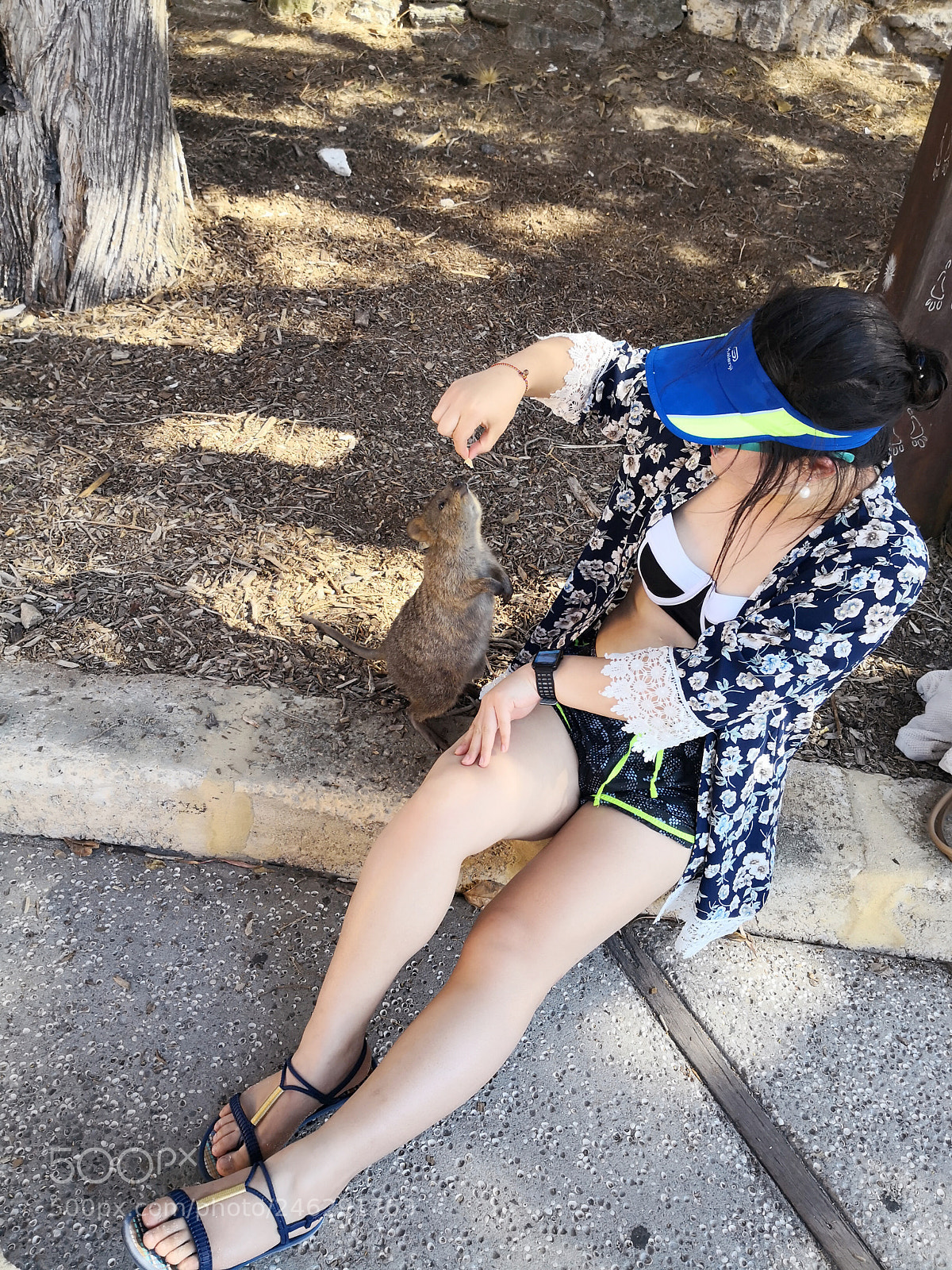 HUAWEI Mate 10 Pro sample photo. Quokka photography
