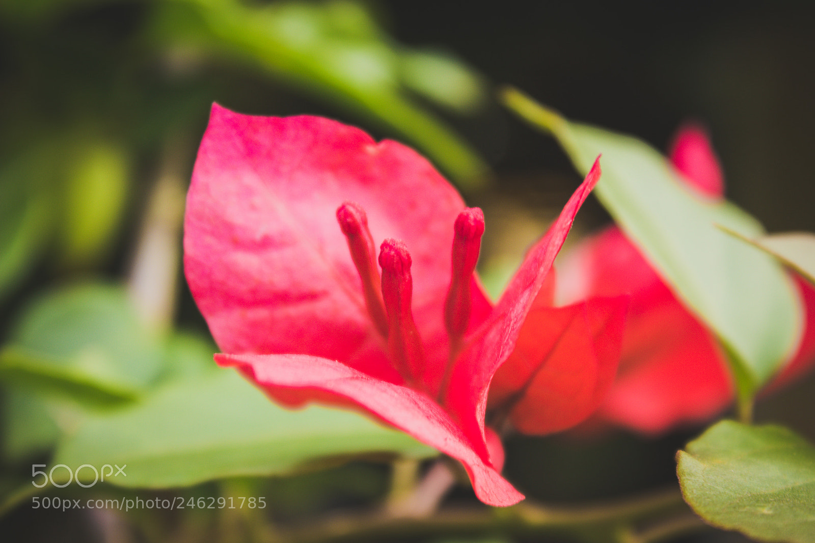 Canon EOS 600D (Rebel EOS T3i / EOS Kiss X5) sample photo. More flowers photography