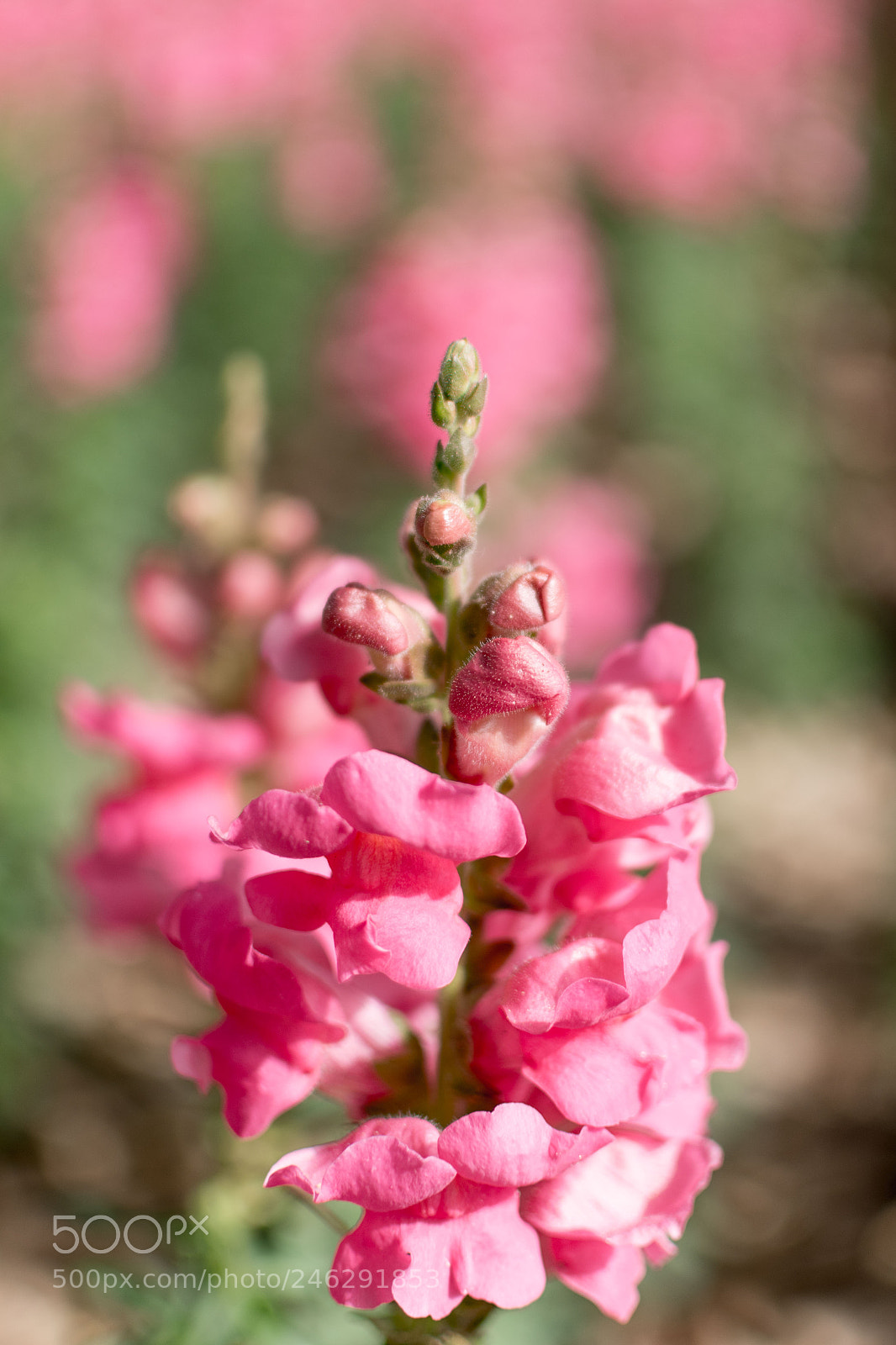 Nikon D5600 sample photo. Garden photography