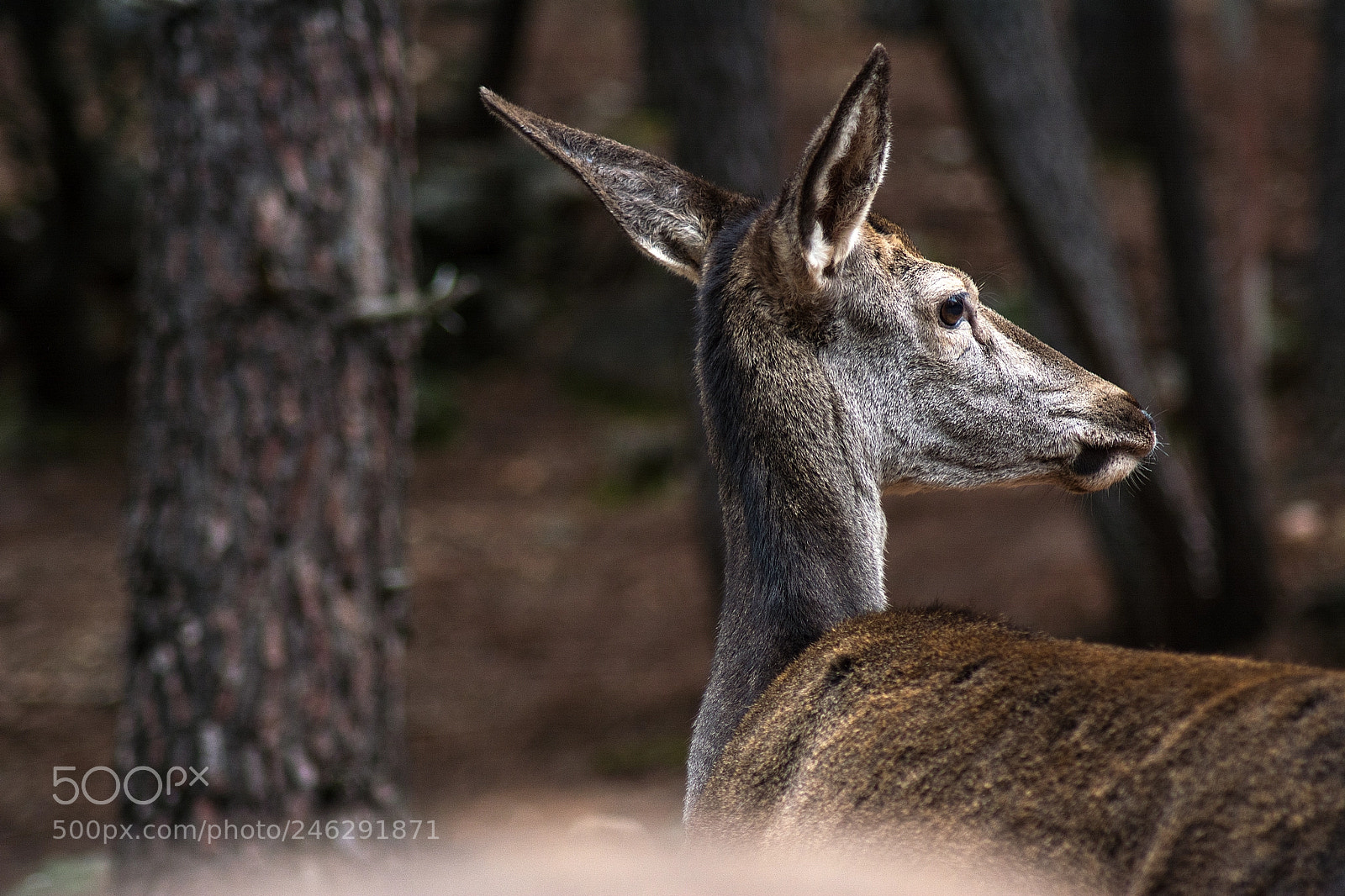 Nikon D5200 sample photo. Deer in its habitat photography