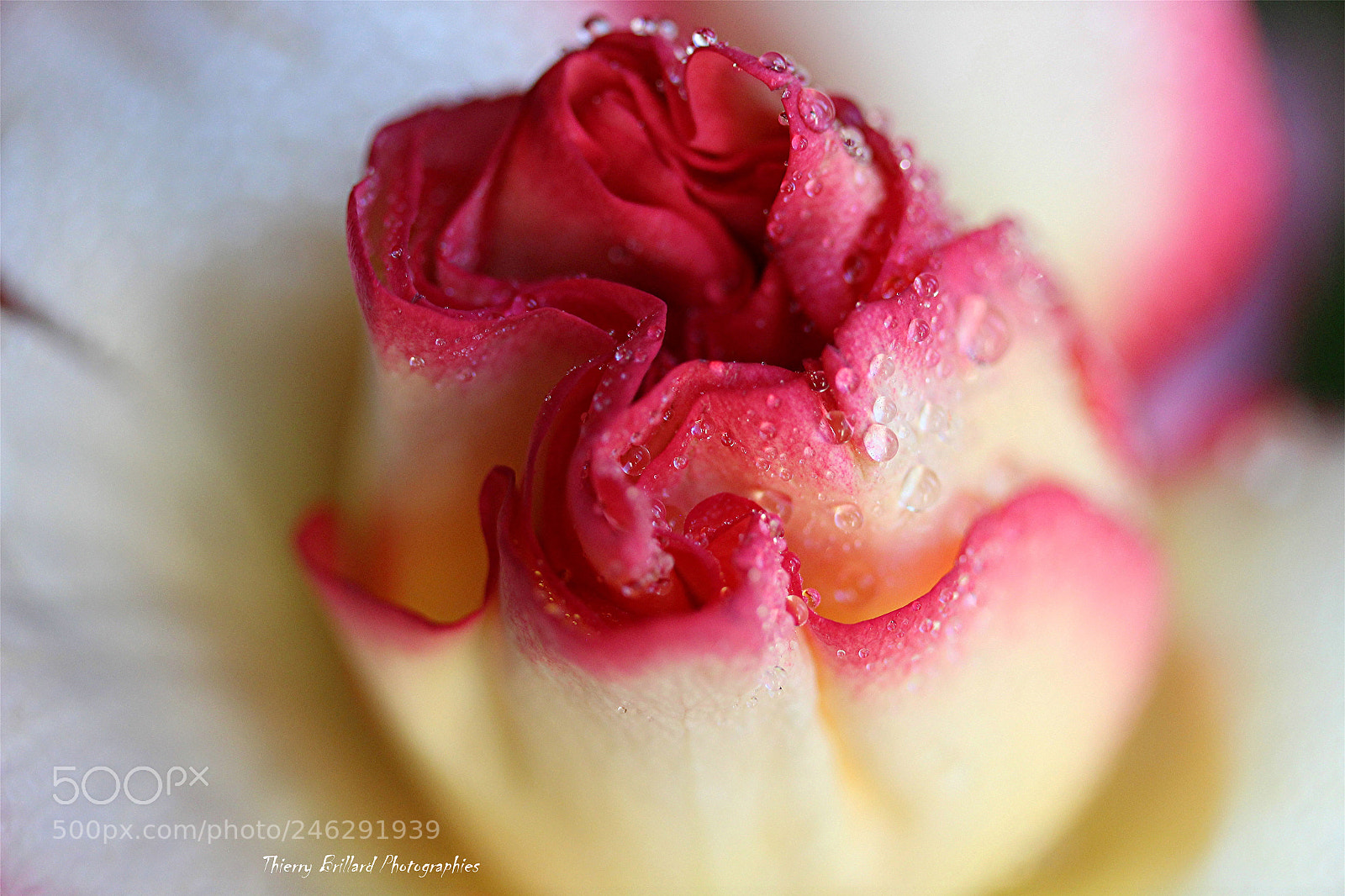Canon EOS 600D (Rebel EOS T3i / EOS Kiss X5) sample photo. Cœur de rose photography