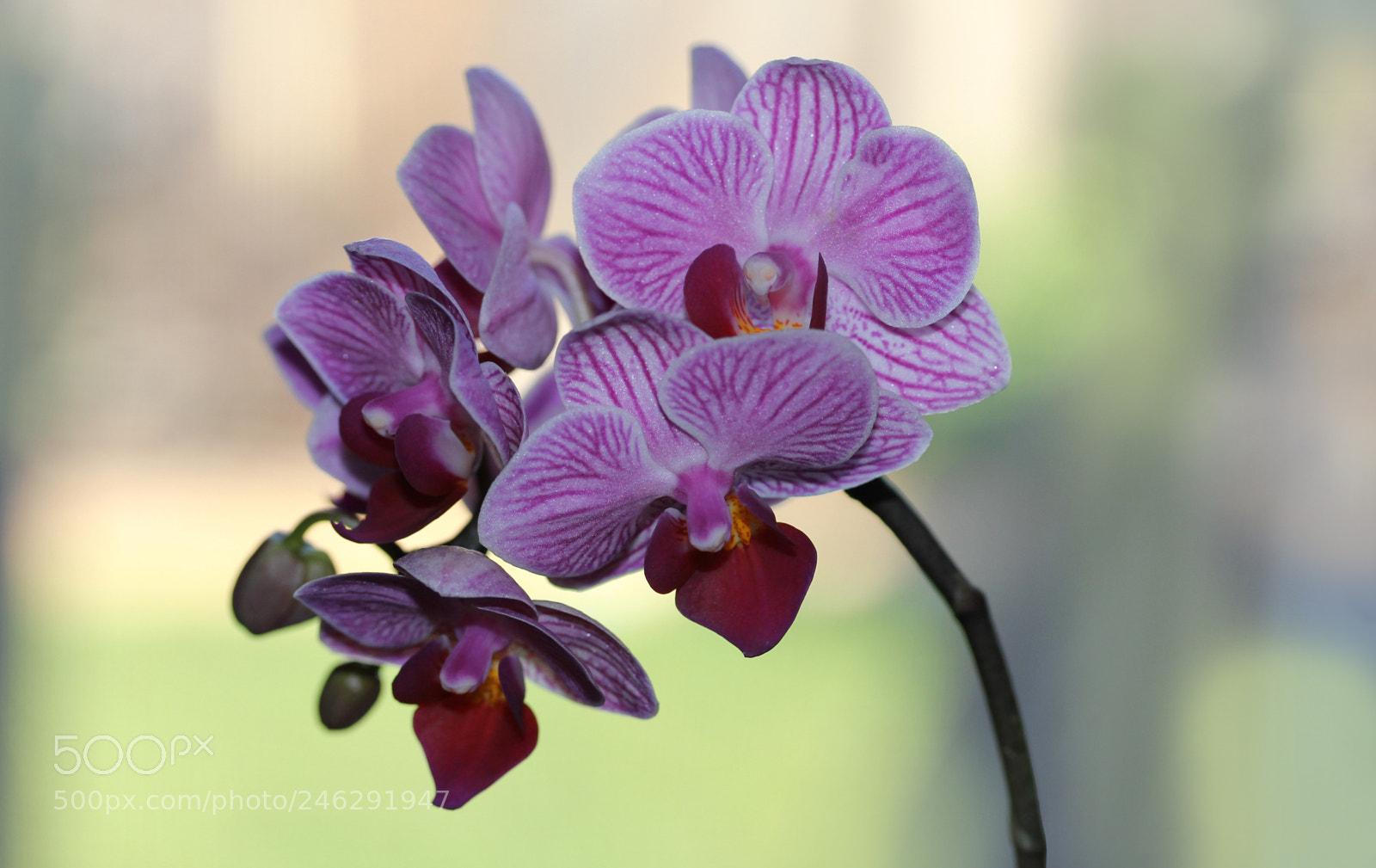 Canon EOS 60D sample photo. Xdf photography
