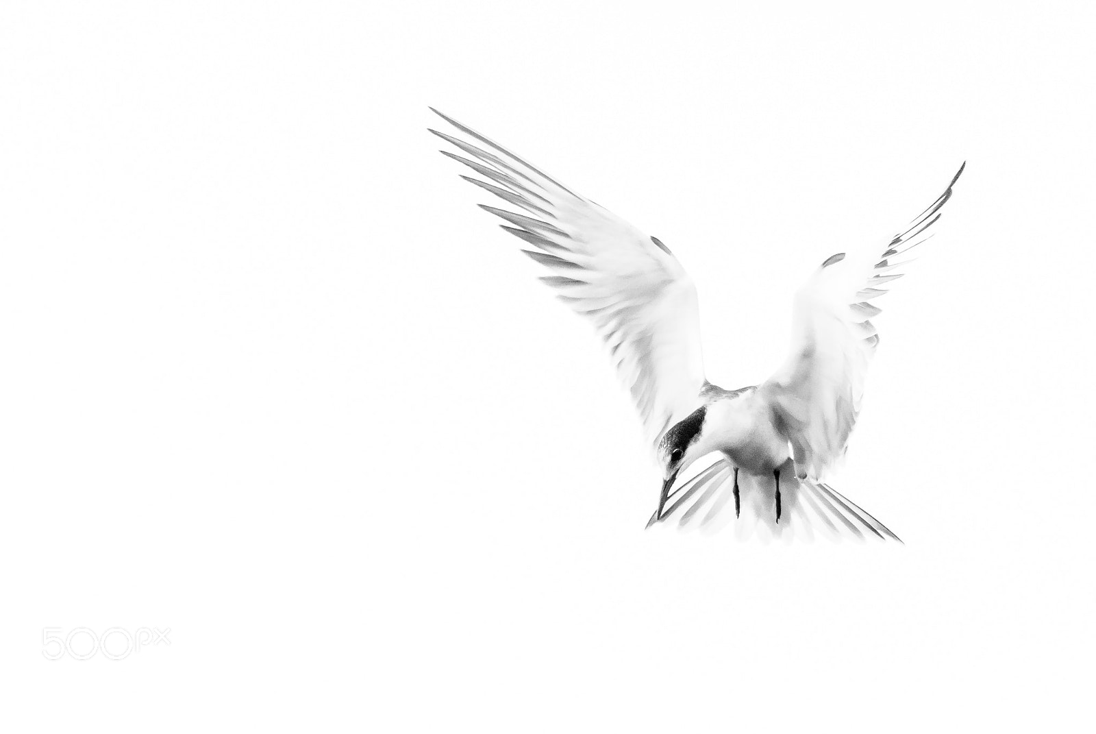 Nikon D60 sample photo. Arctic tern photography