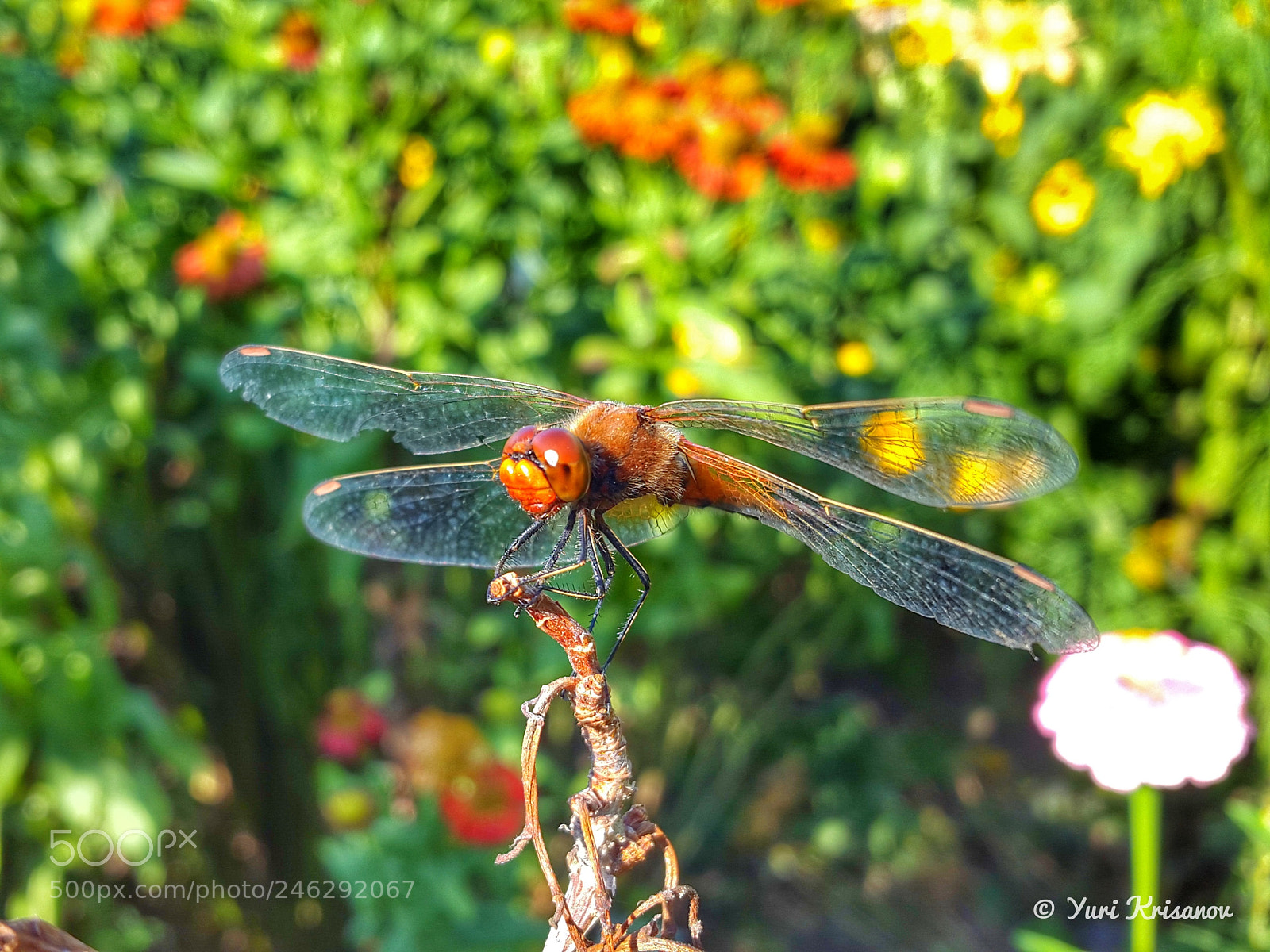 Samsung Galaxy Alpha sample photo. Shaggy dragonfly photography