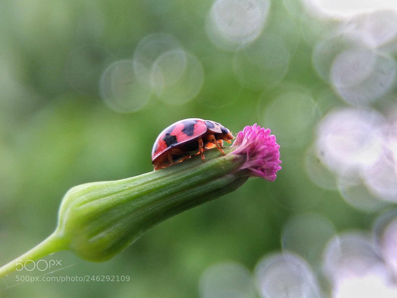 Xiaomi Redmi Note3 sample photo. Lady bug in flower photography