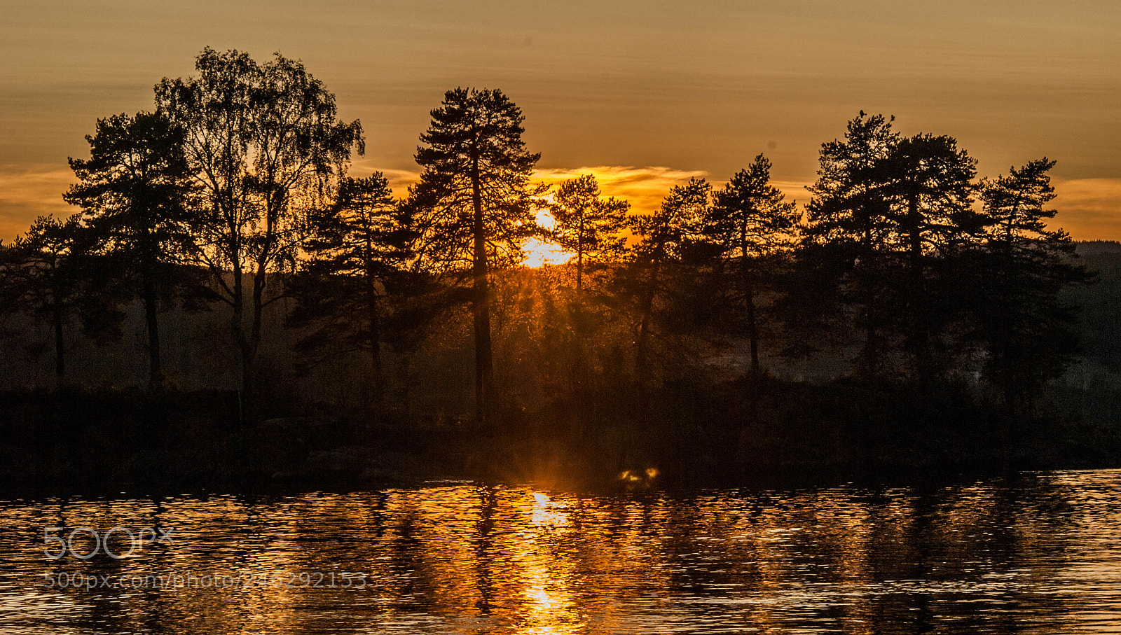 Nikon D80 sample photo. Pinetrees in sunset photography
