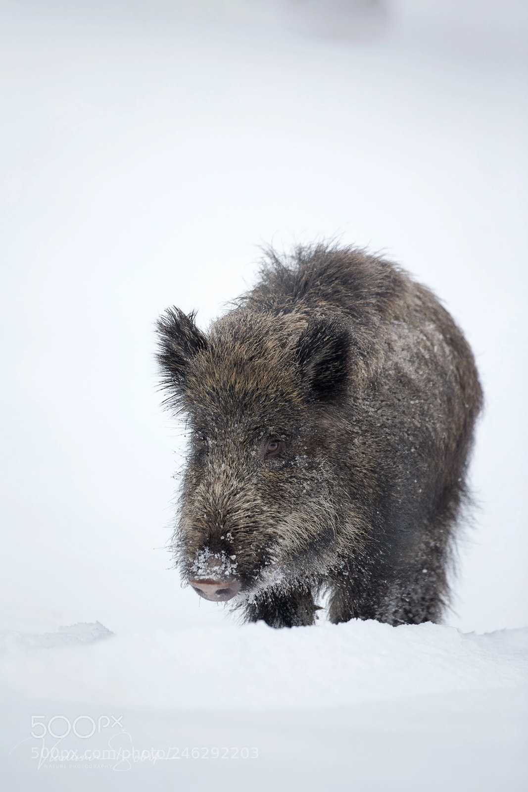 Canon EOS-1D X sample photo. The wild boar sus photography