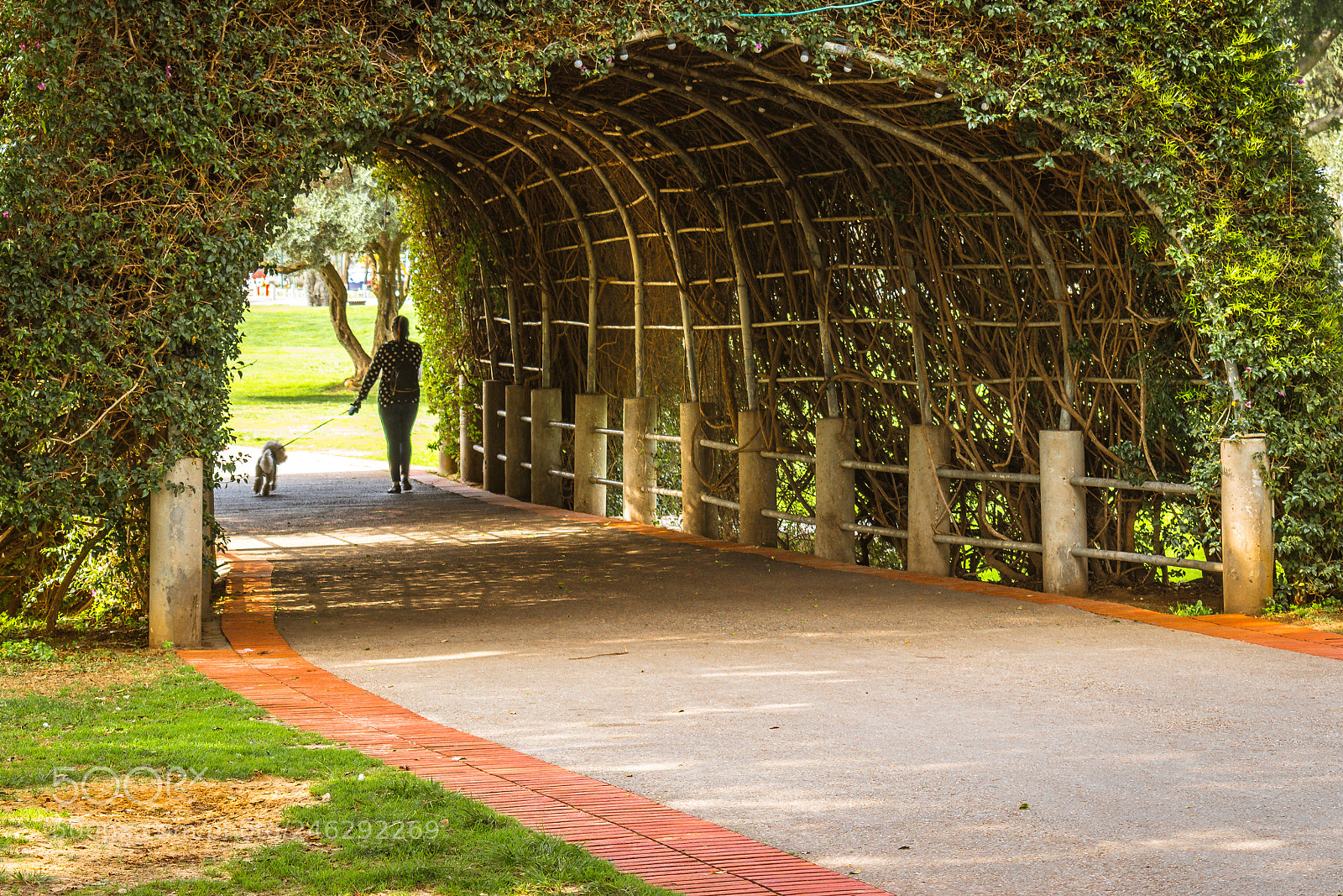 Nikon D5600 sample photo. Walking the dog photography