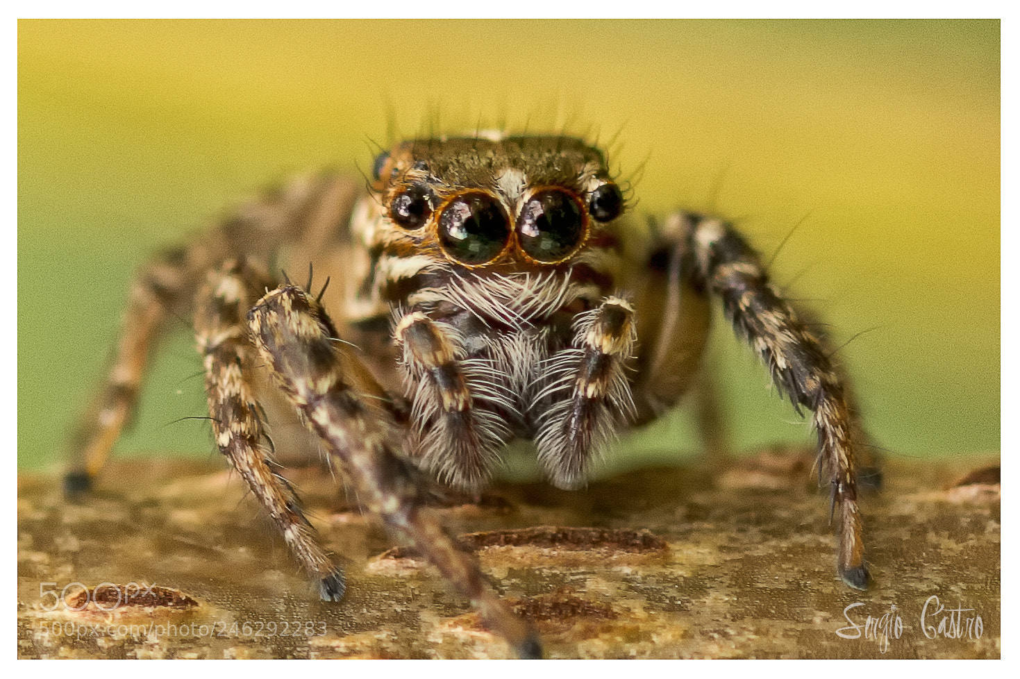 Nikon D7100 sample photo. Big eyes photography