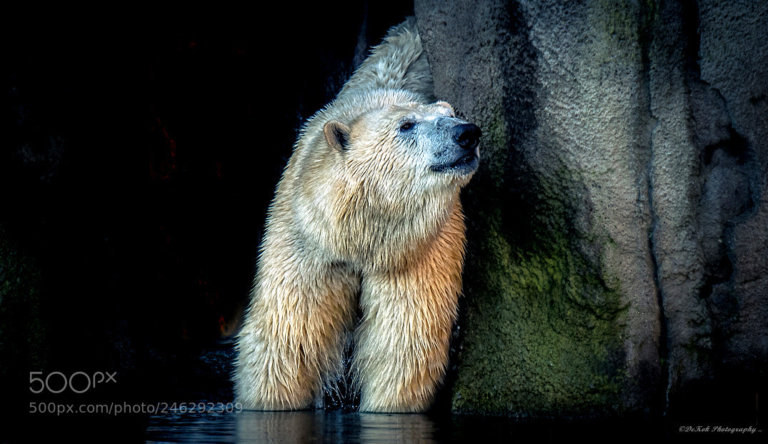 Nikon D500 sample photo. Polar bear on the photography