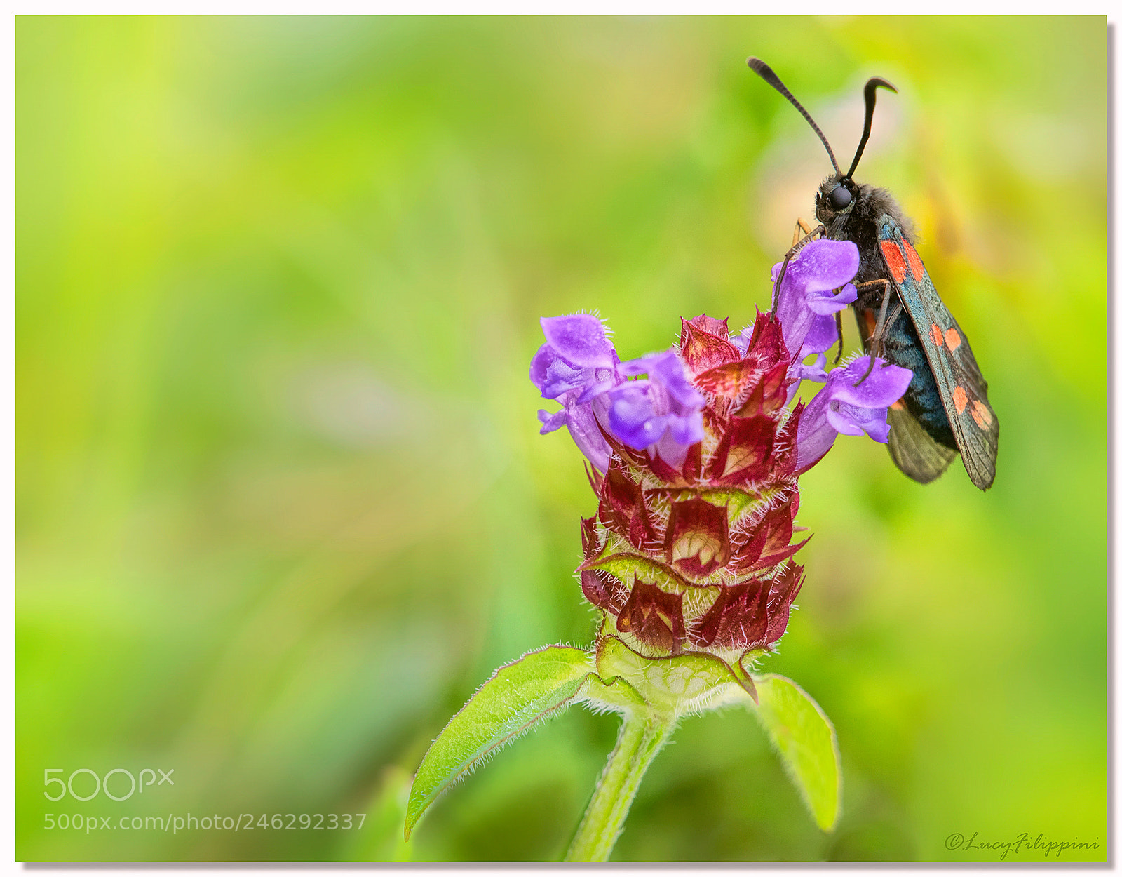 Olympus OM-D E-M1 sample photo. Six-spot burnet ... photography