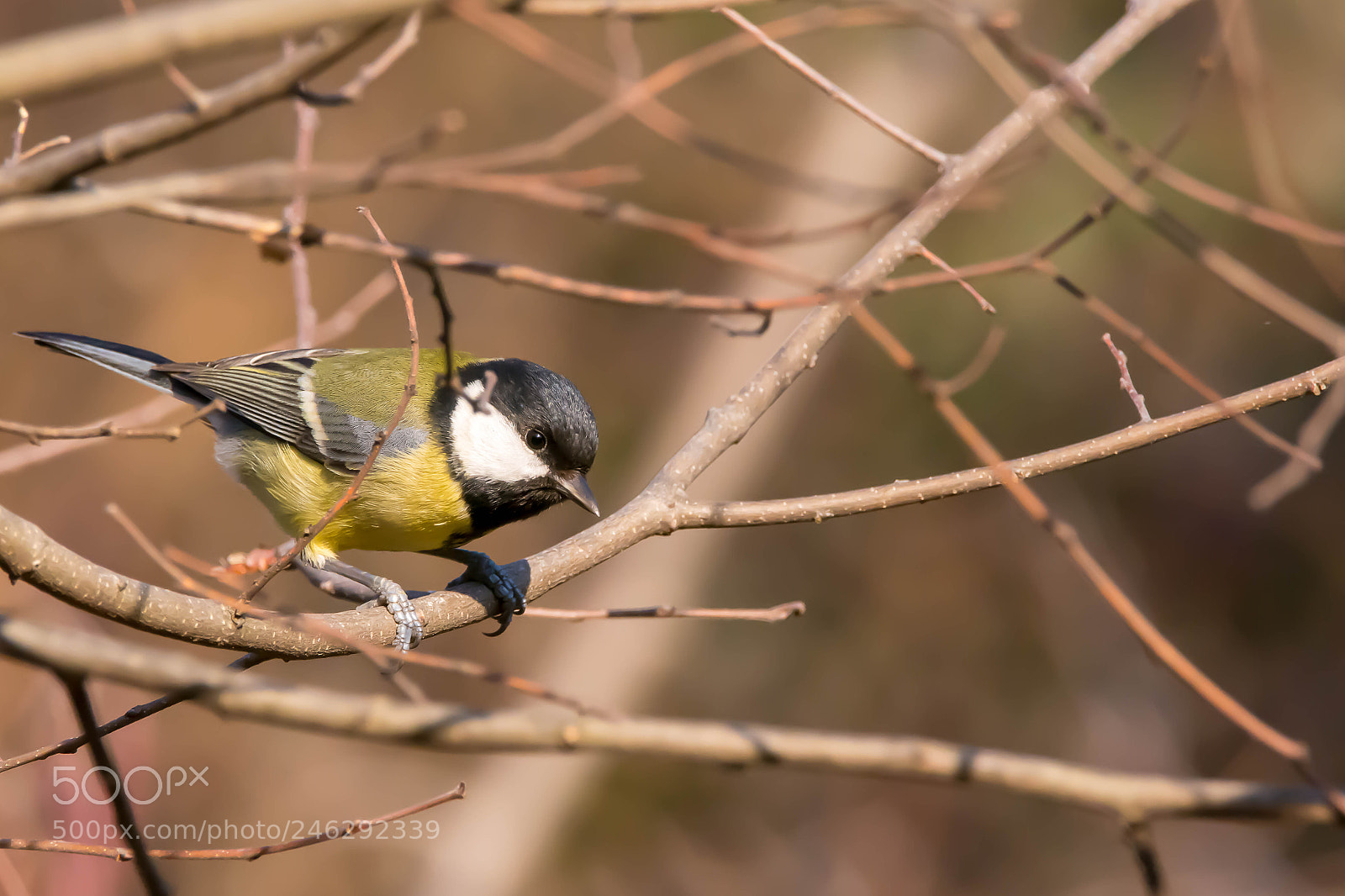 Nikon D7200 sample photo. Cinciarella photography