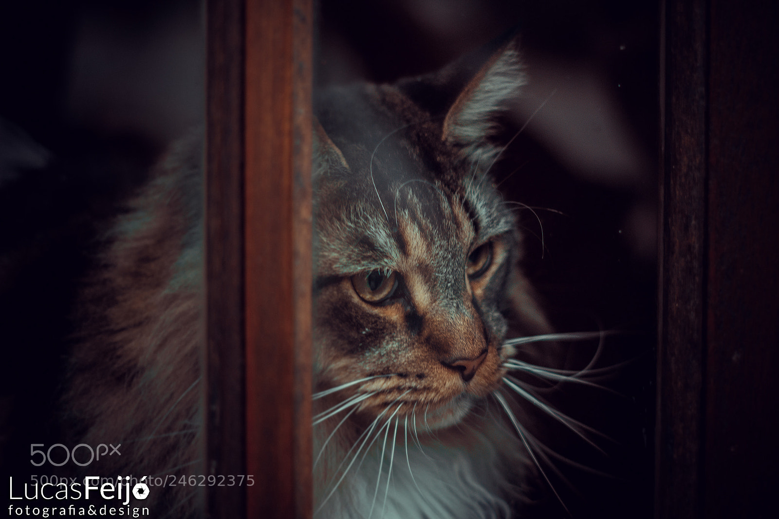 Canon EOS 600D (Rebel EOS T3i / EOS Kiss X5) sample photo. Gato photography