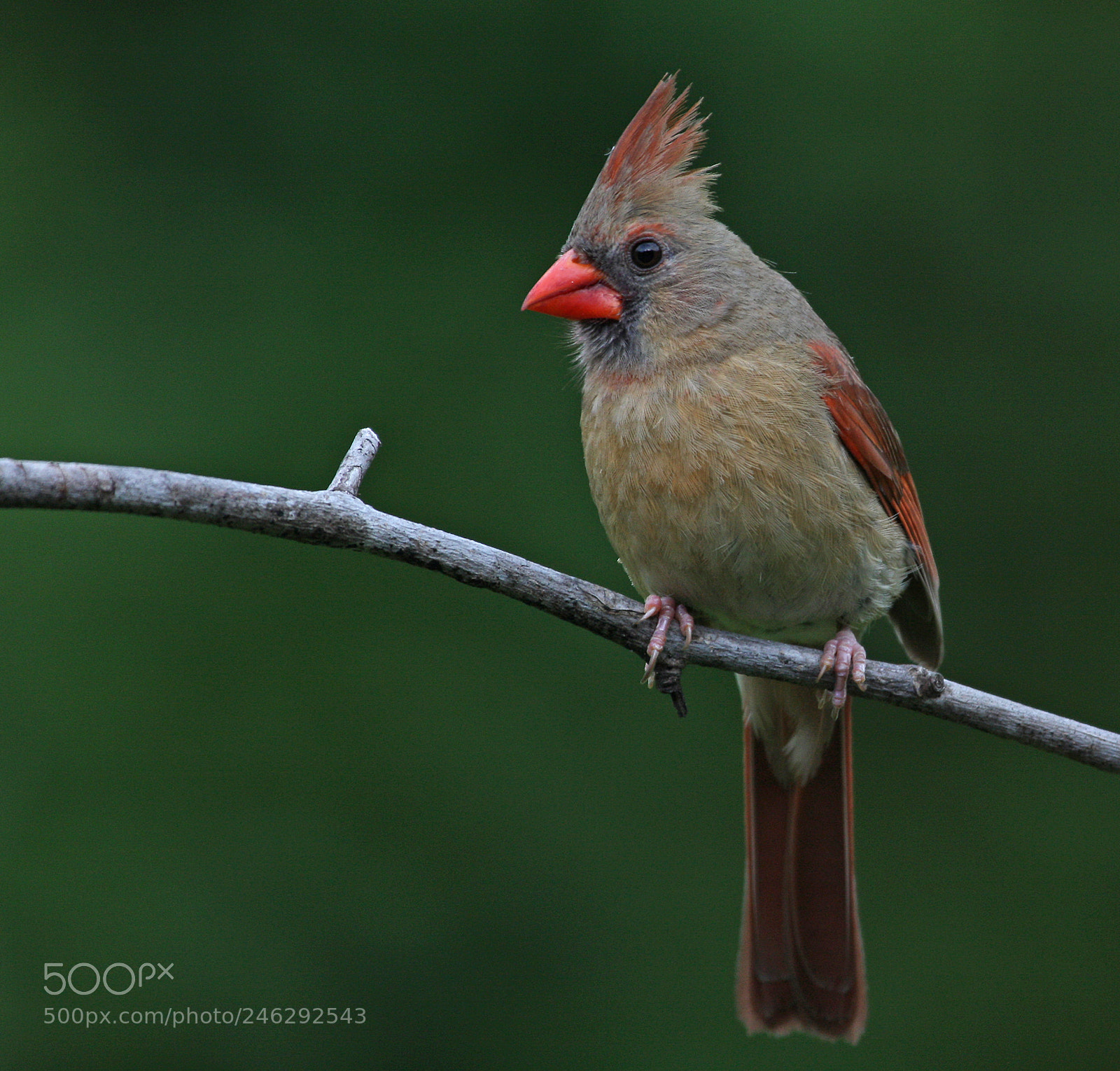 Canon EOS 40D sample photo. Female northern cardinal photography