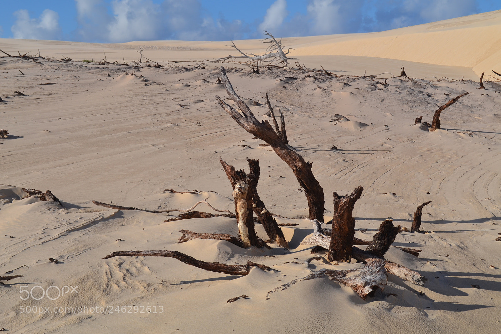 Nikon D3100 sample photo. Roots in the sand photography