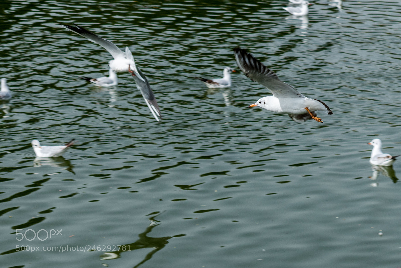 Nikon D5600 sample photo. The chase photography