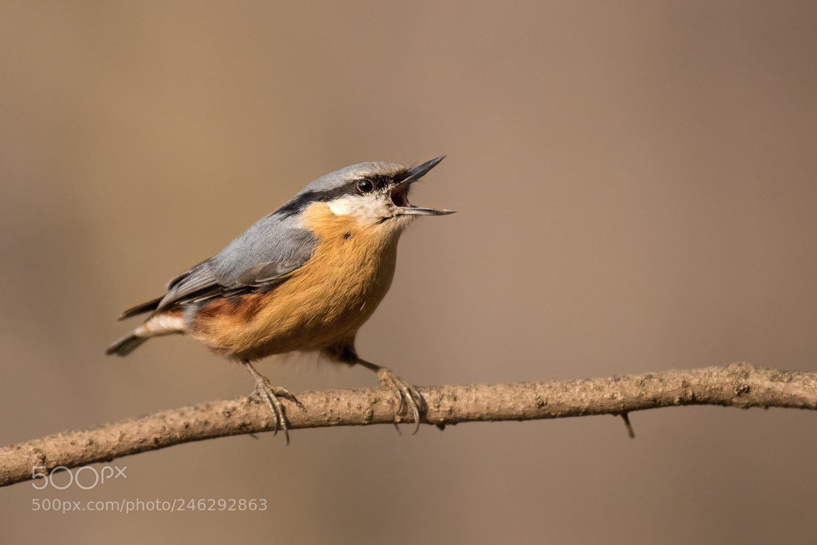 Canon EOS 80D sample photo. Happy weekend! (eurasian nuthatch) photography