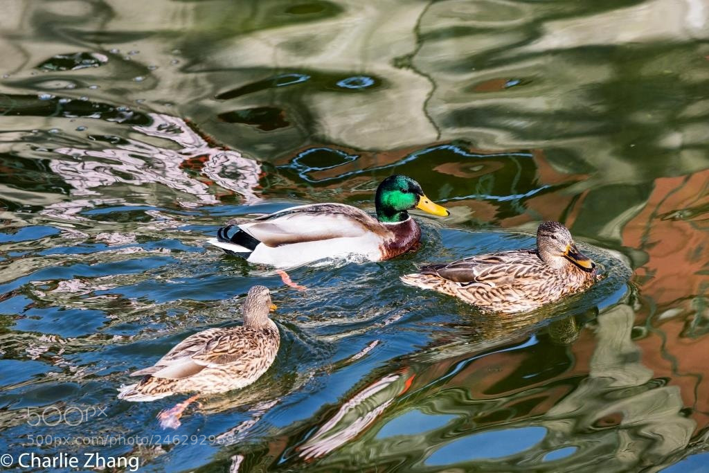 Canon EOS-1D X sample photo. Untitled photography
