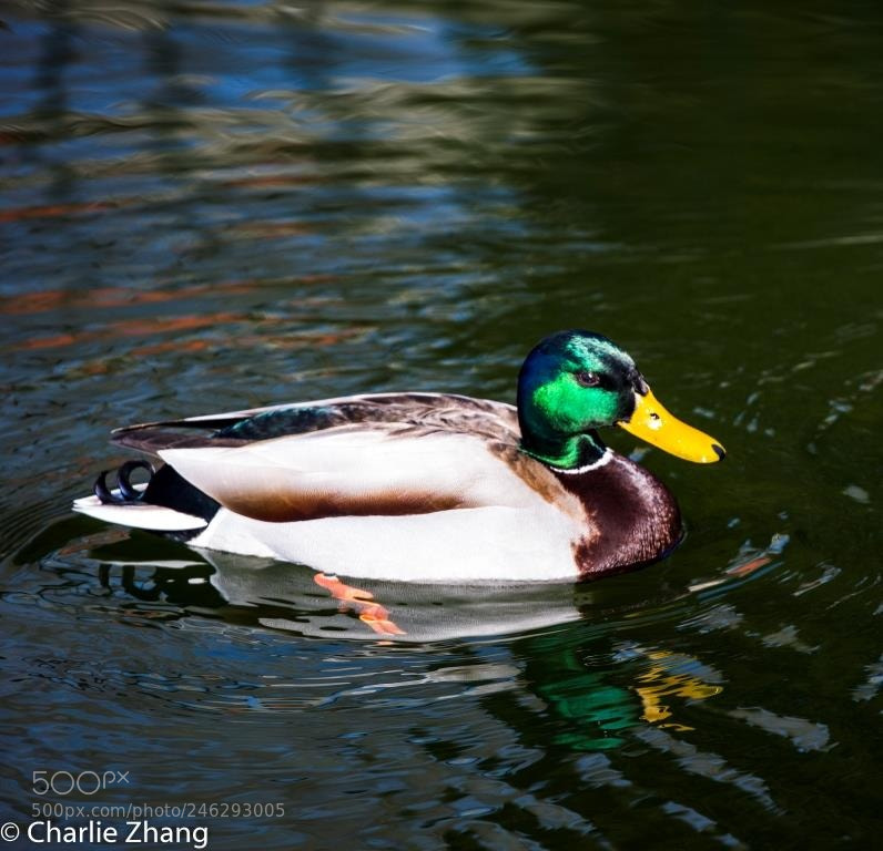 Canon EOS-1D X sample photo. Untitled photography