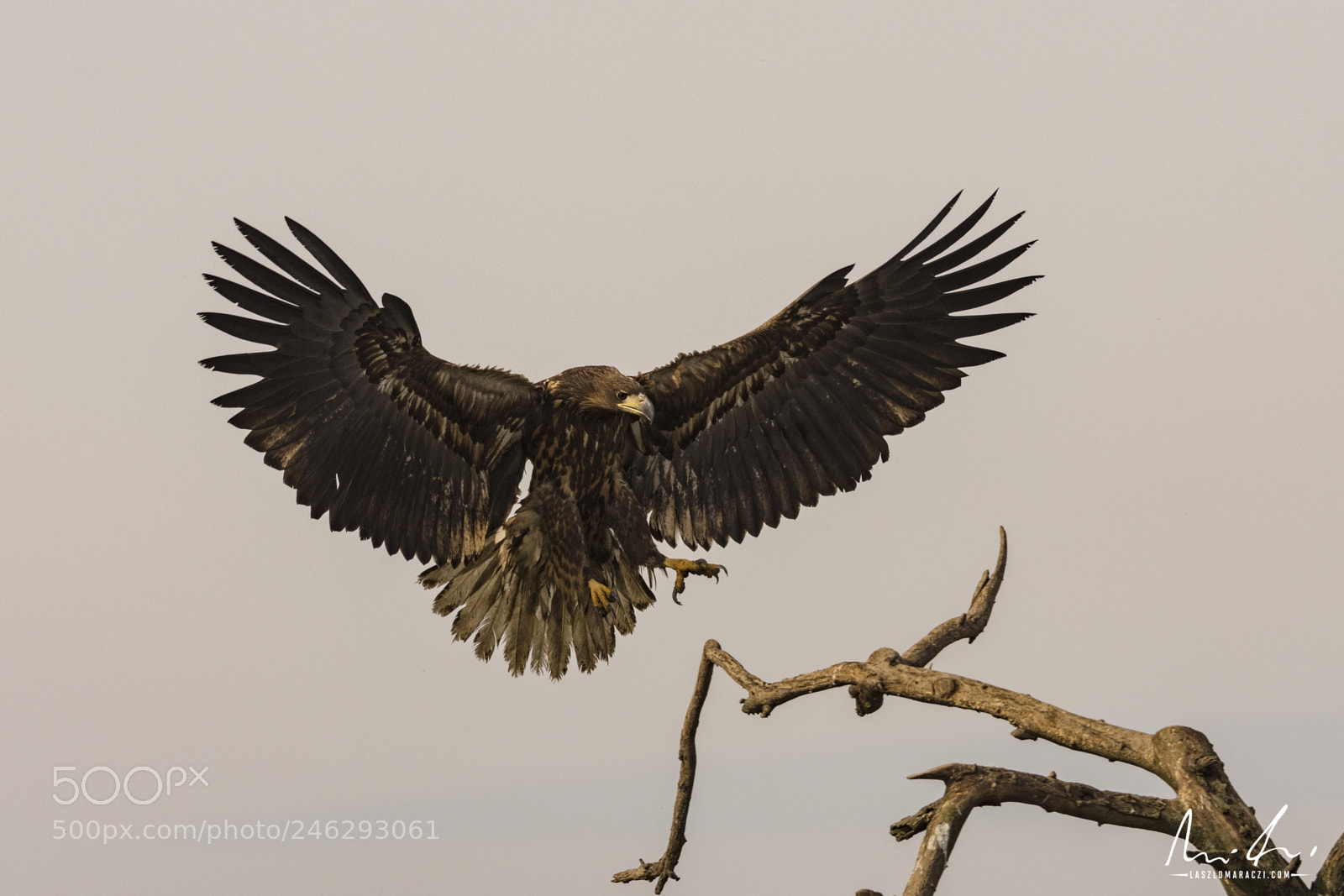 Nikon D7200 sample photo. Landing photography