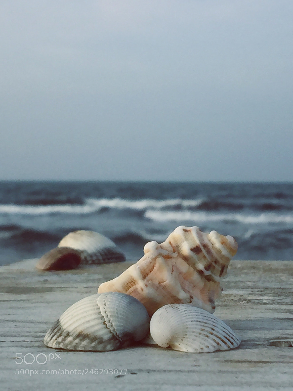 Apple iPhone 6 Plus sample photo. Sea and snails photography