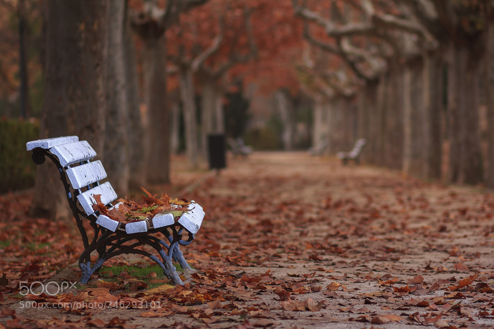 Canon EOS 60D sample photo. Autumn day photography