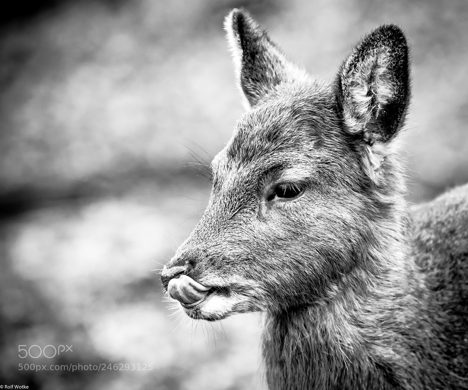 Canon EOS 7D Mark II sample photo. Ricke photography
