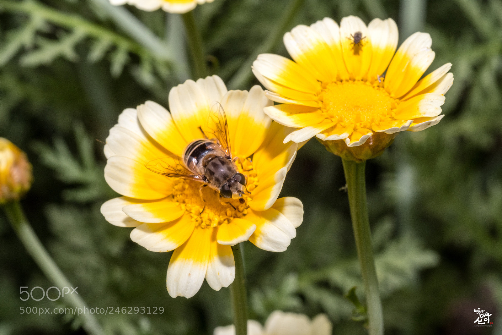 Fujifilm X-T2 sample photo. Flower & horse fly photography